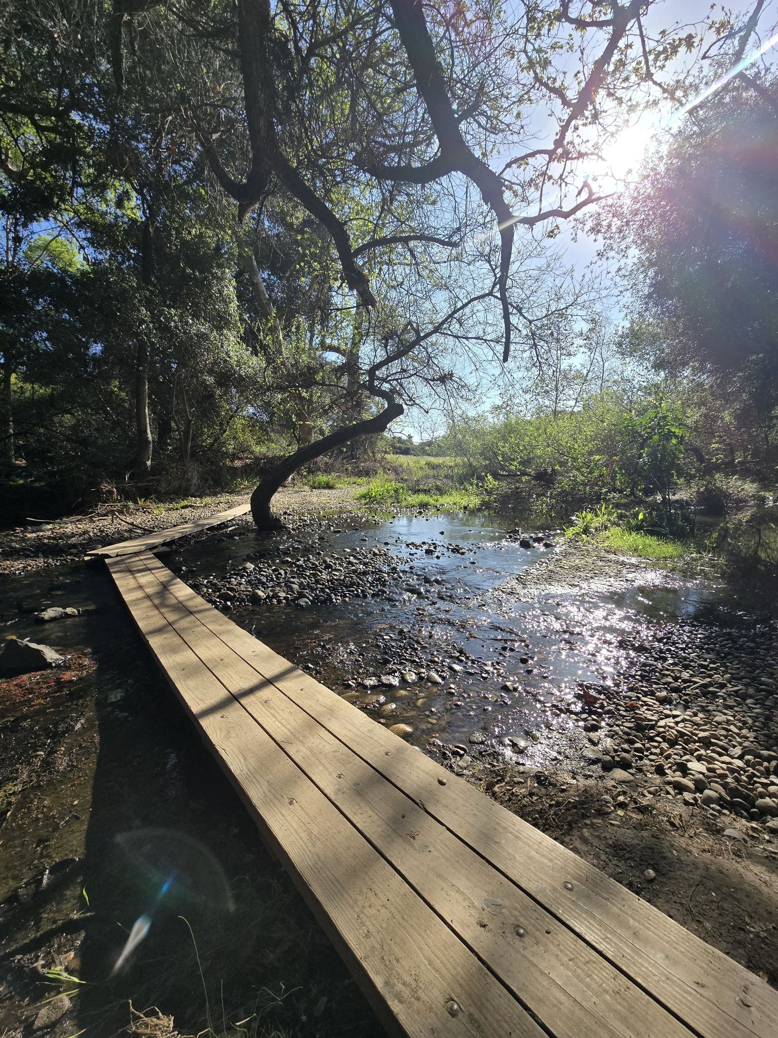 Bright sunlight illuminates a wooden boardwalk over a shallow, rocky stream. - La Jolla loop