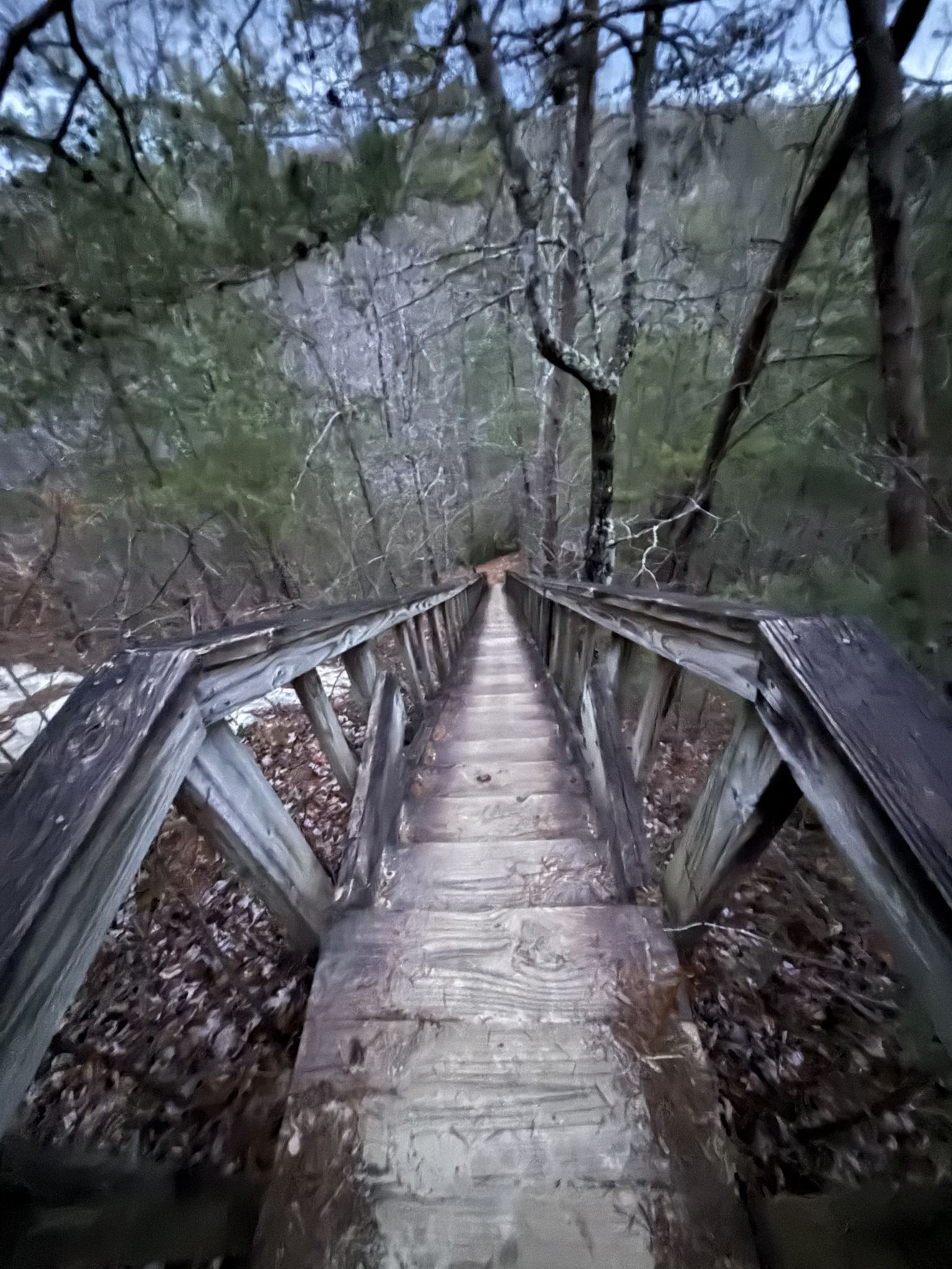 A long wooden staircase descends into a dense, bare forest under dim light. - Silvermine Arch Trail