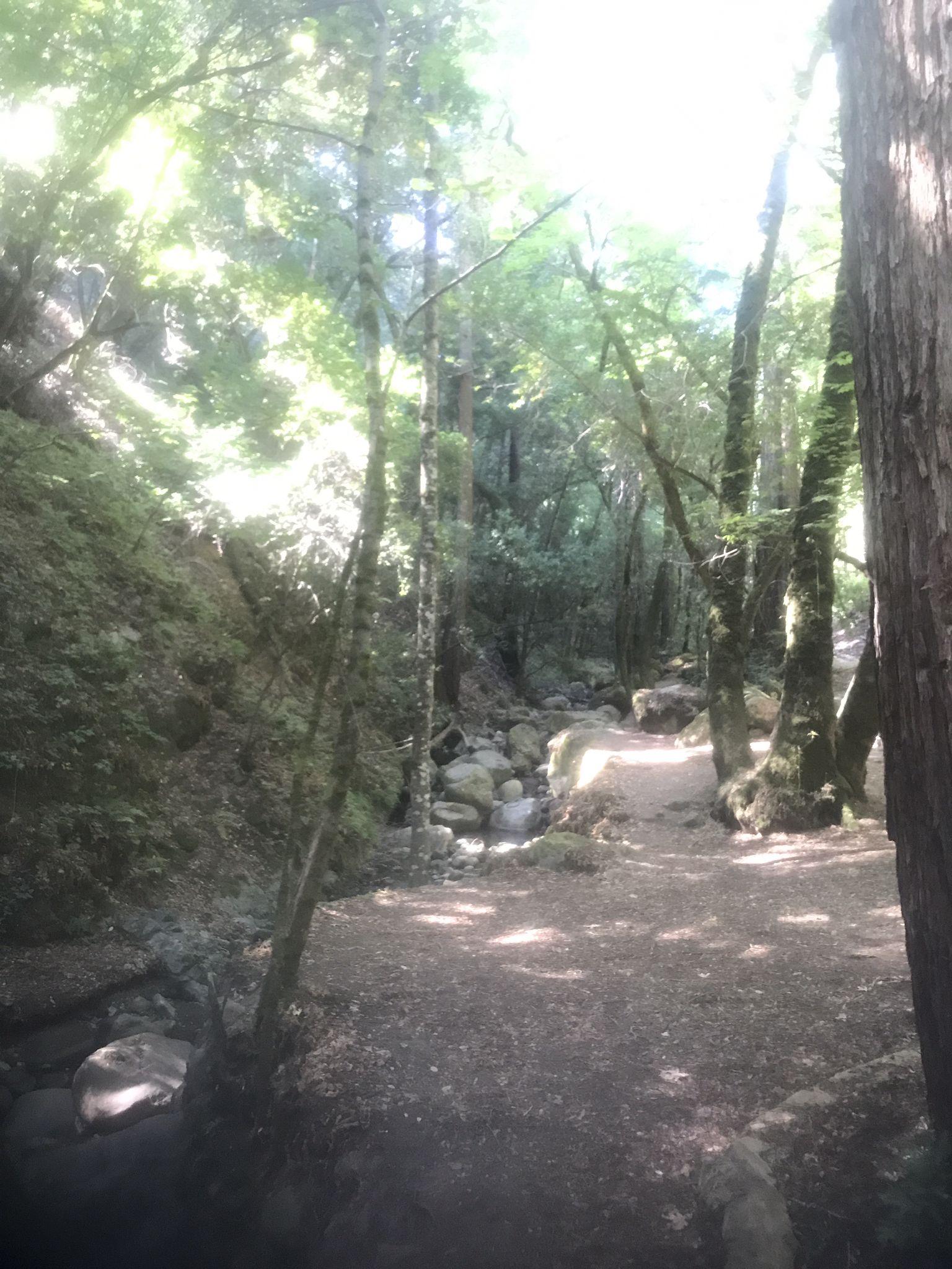 A sunlit forest path winds beside a rocky stream through tall trees. - Saratoga to the Skyline Trail