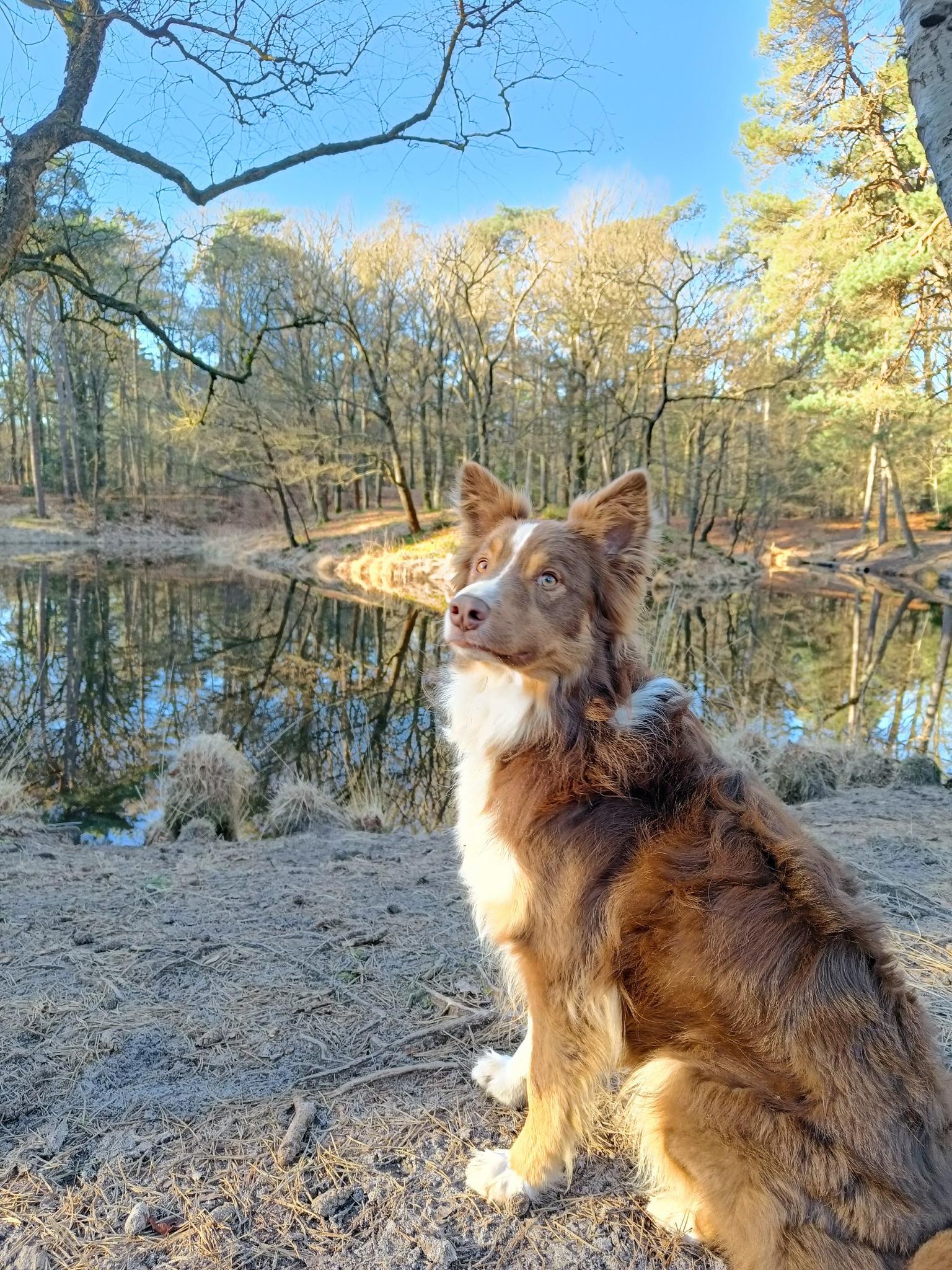Met de Hond 🐕 | Komoot