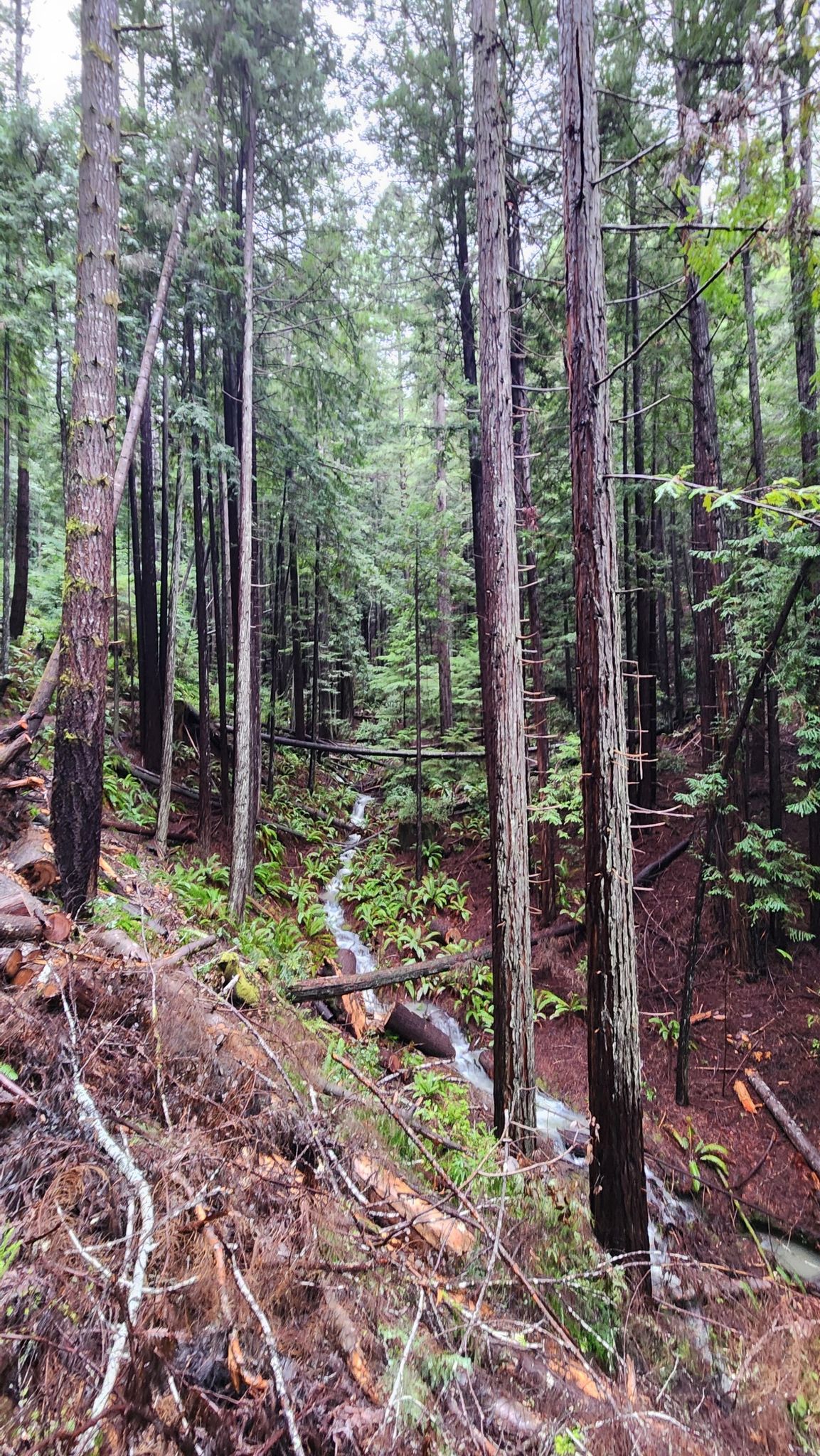 Dense evergreen forest with a small stream flowing down a steep, wooded slope. - Mendocino Woodlands Observatory Loop