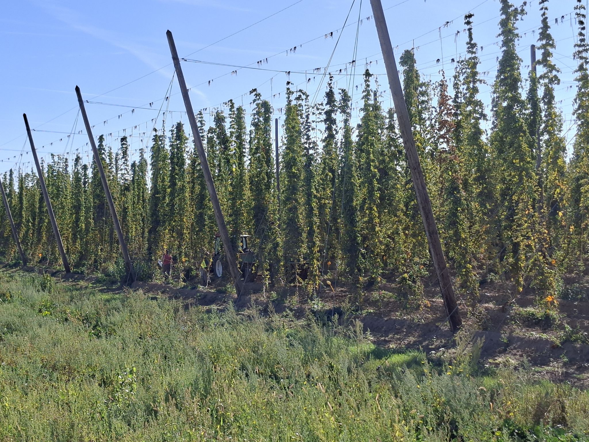 Hopfen und Malz...