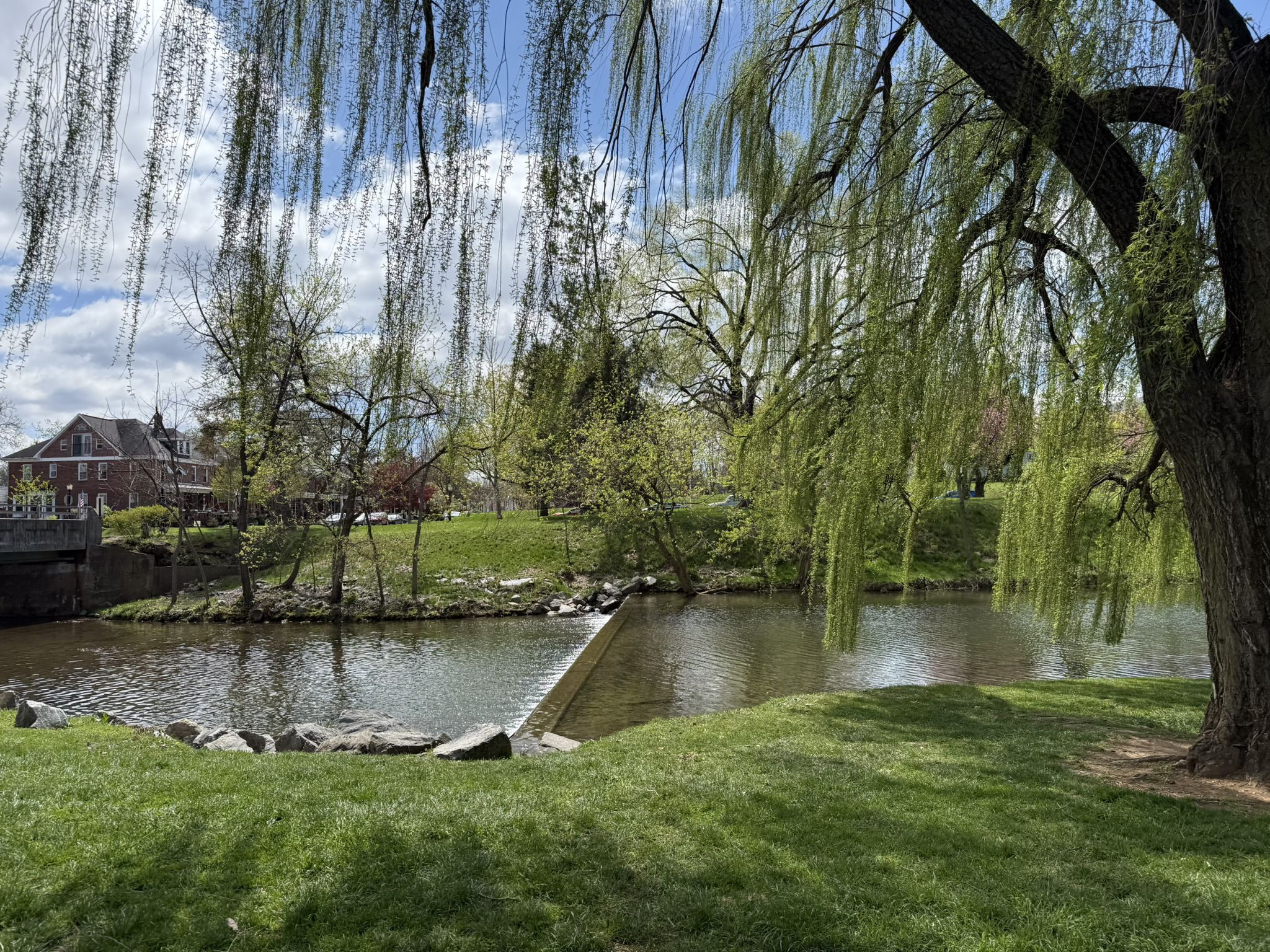 Weeping willow branches frame a calm body of water and distant buildings. - Culler Lake – Frederick loop from Frederick