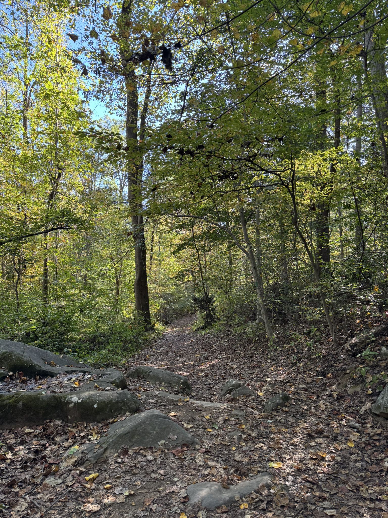 A rocky dirt path winds through a sunlit forest with fallen leaves. - Monocacy Hill Lower Trail Loop