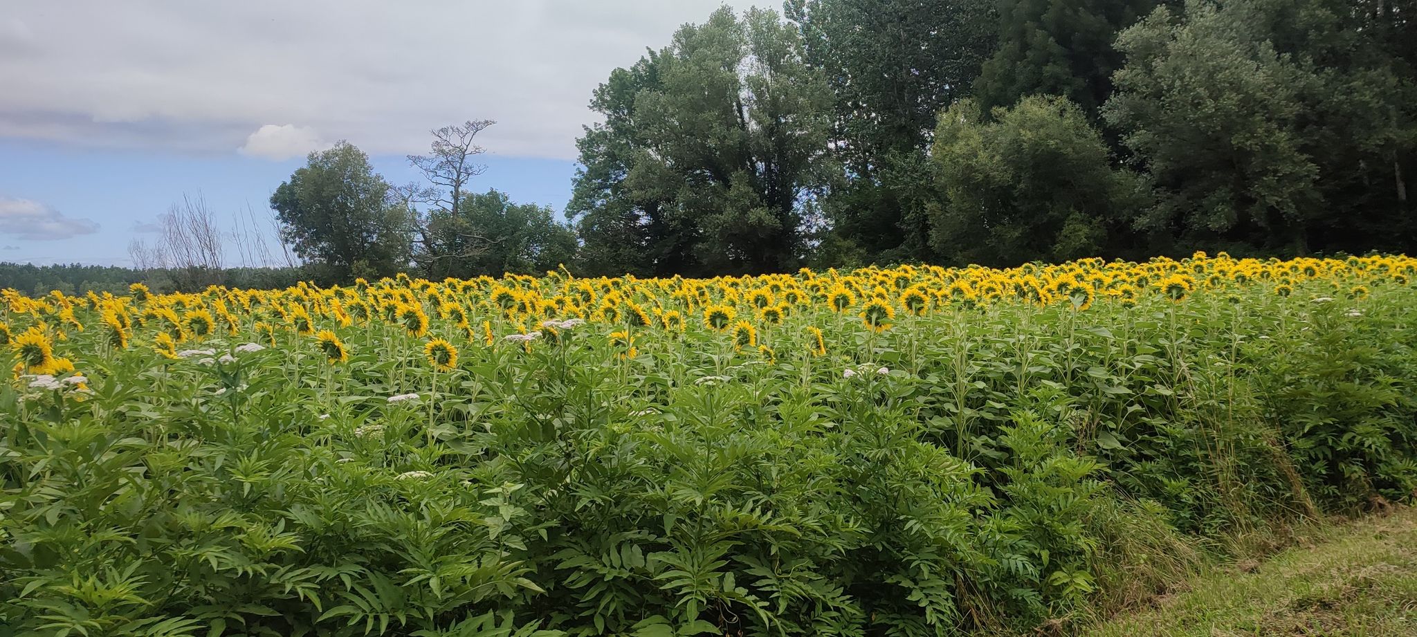 Sonnenblumen ohne Sonne