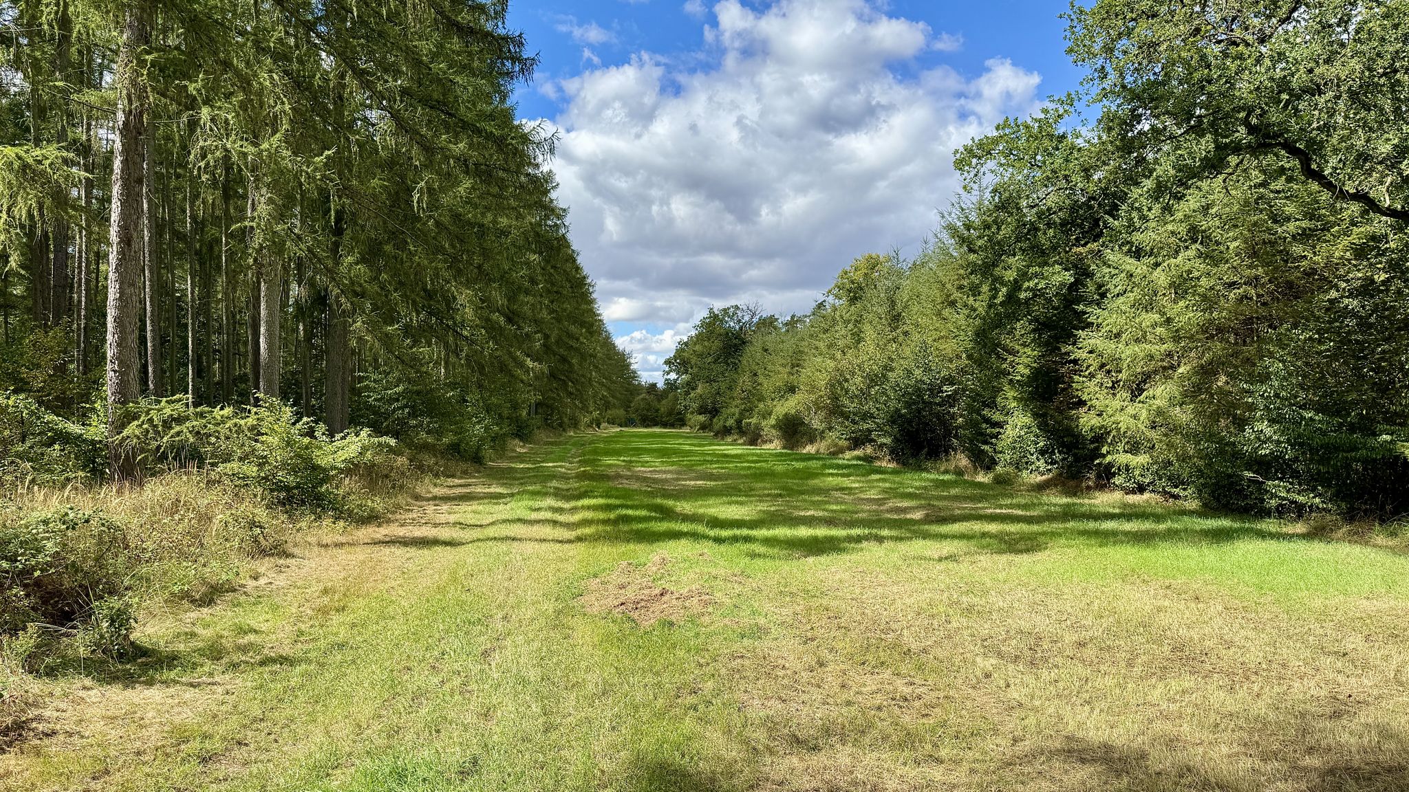 grüner Waldweg