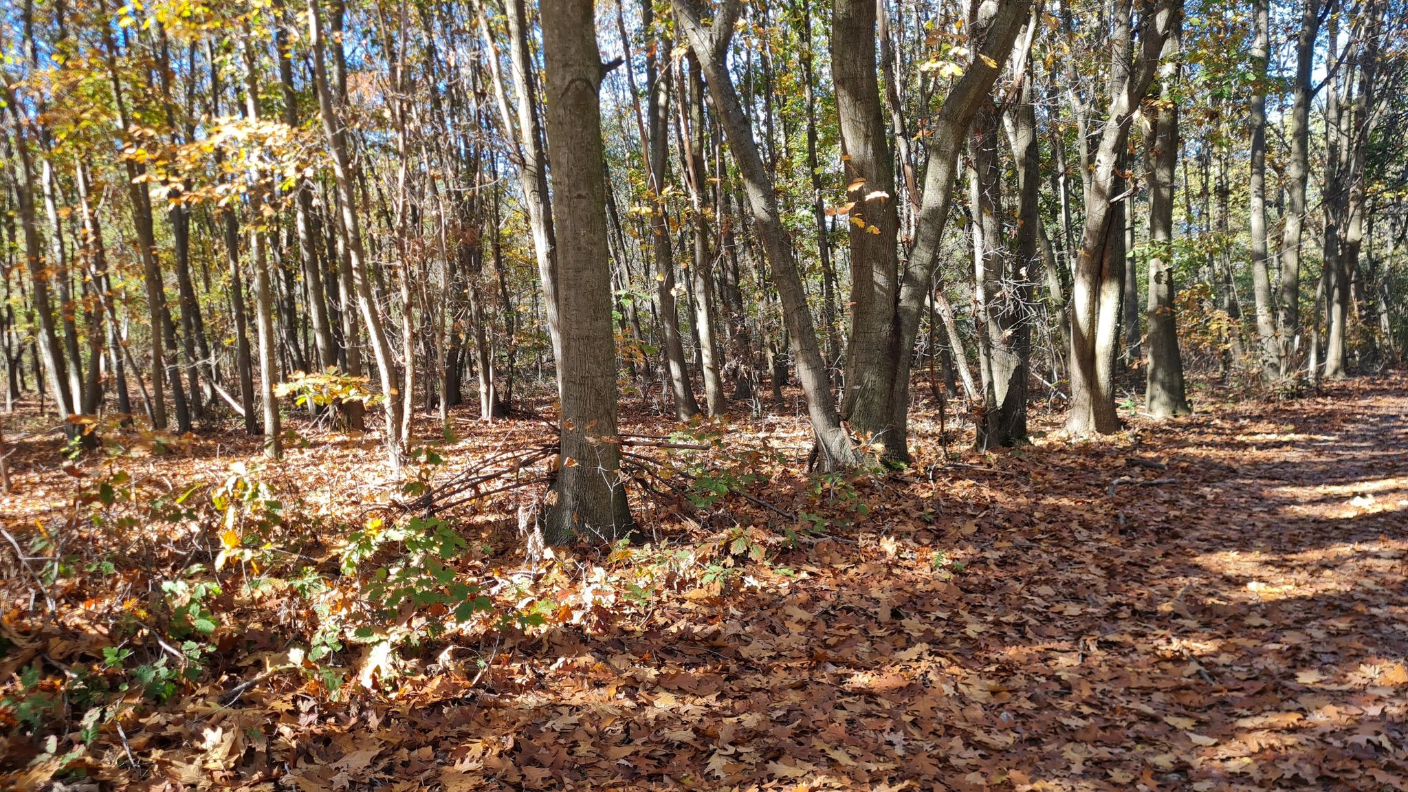 tipica veduta autunnale nei boschi del novarese