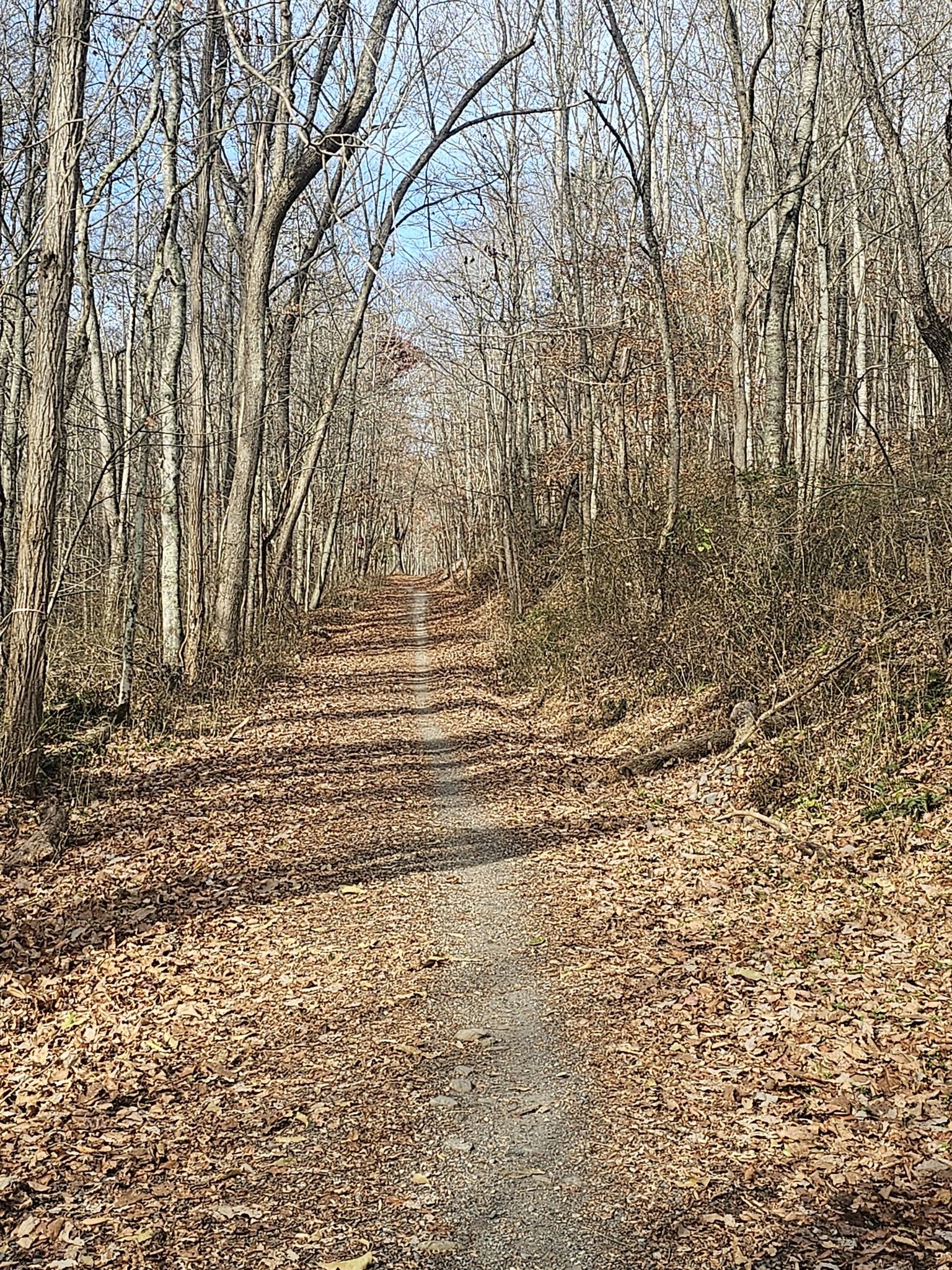 A sunlit, leaf-covered dirt path winds through a bare winter forest. - Brush Mountain, Crosscut, Wilkes Wood, & Ida May Trail loop