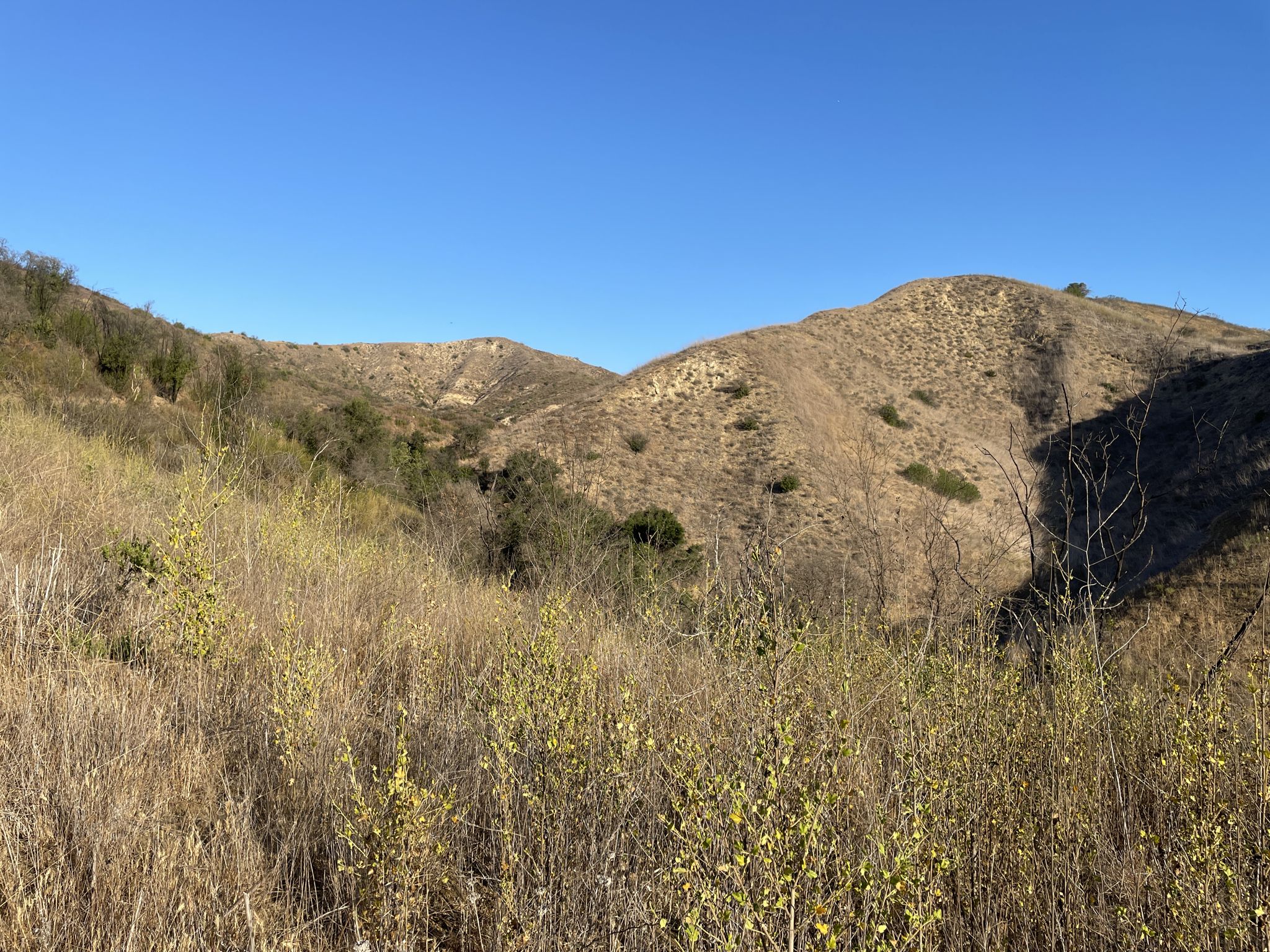 Dry, golden hillsides under a clear blue sky with some green shrubs. - Abrams Open Space – MRCA Open Space loop from Wallis Annenberg Wildlife Crossing