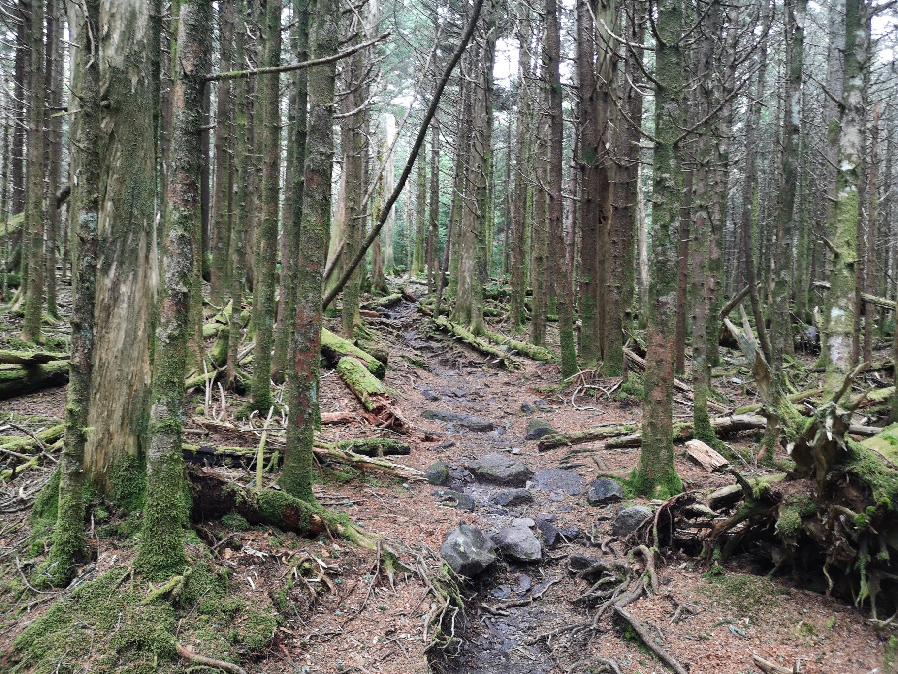 A dim, mossy forest path winds through tall, dense trees. - Appalachian Trail: Elk Garden to Mount Rogers