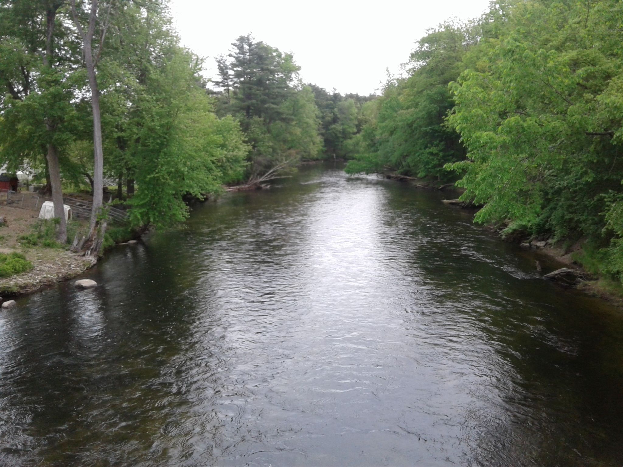 A wide river flows through a dense green forest on an overcast day. - Pepperell Covered Bridge – June's Wood loop from Groton