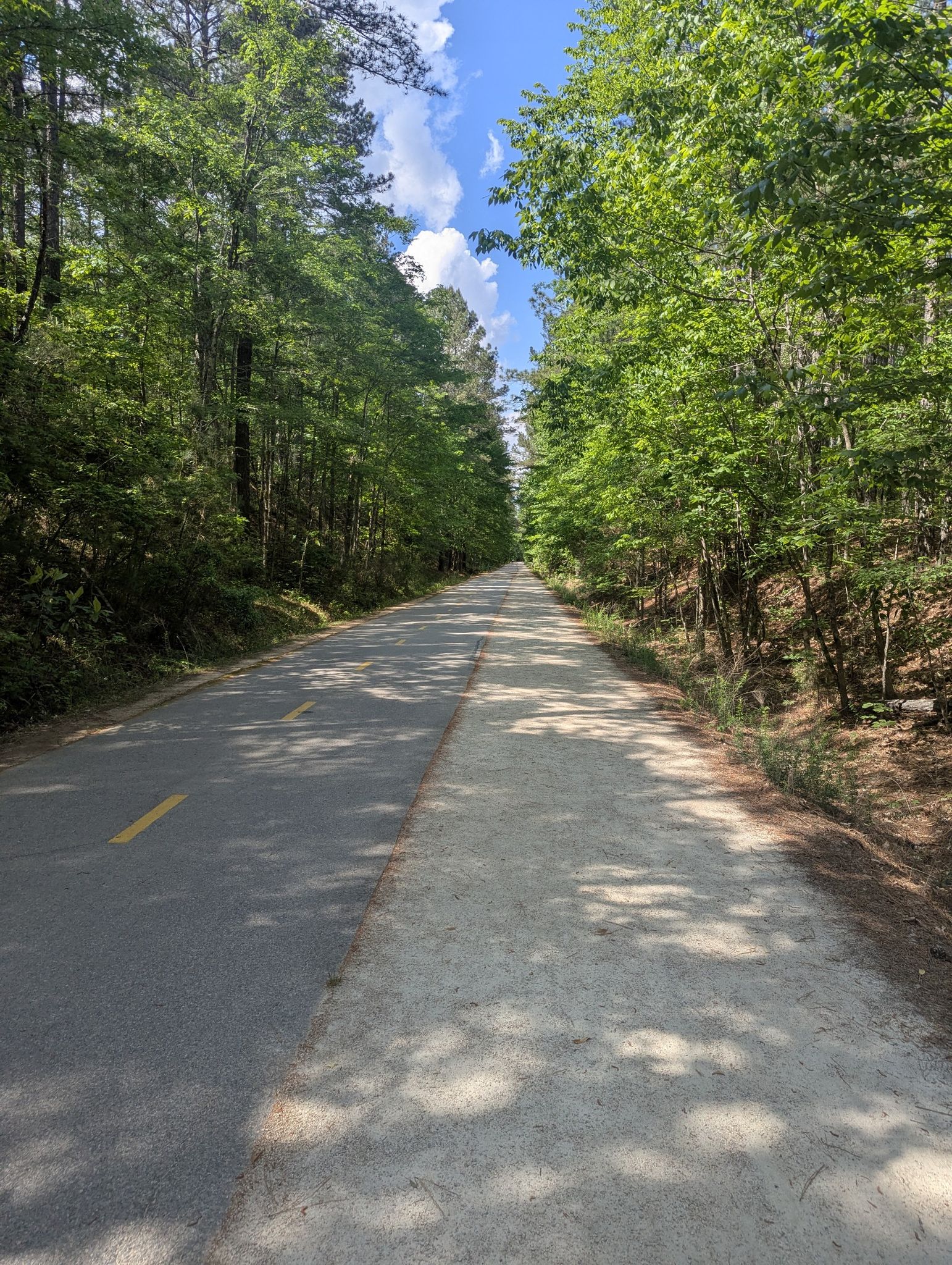 Paved road and gravel path through a forest on a bright, sunny day. - American Tobacco Trail – American Tobacco Trail loop from American Tobacco Trail White Oak Access