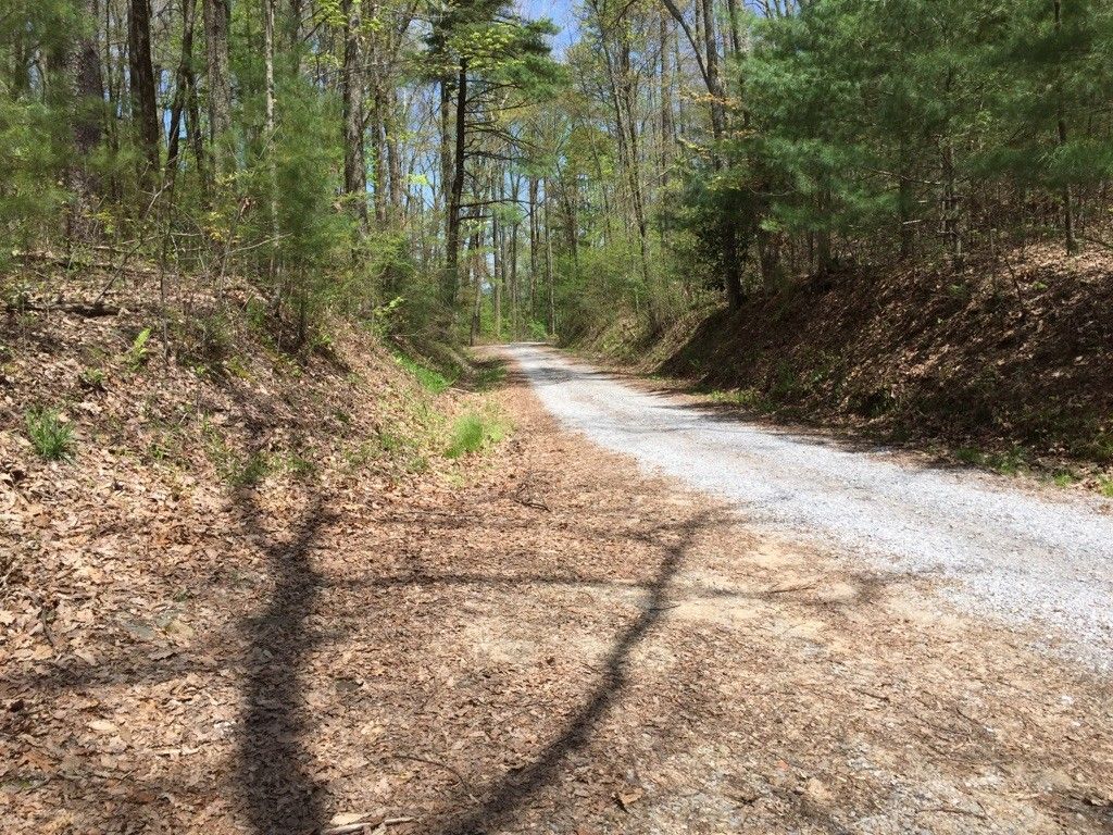 A sunlit gravel road winding through a dense, green forest. - Rich Mountain Loop