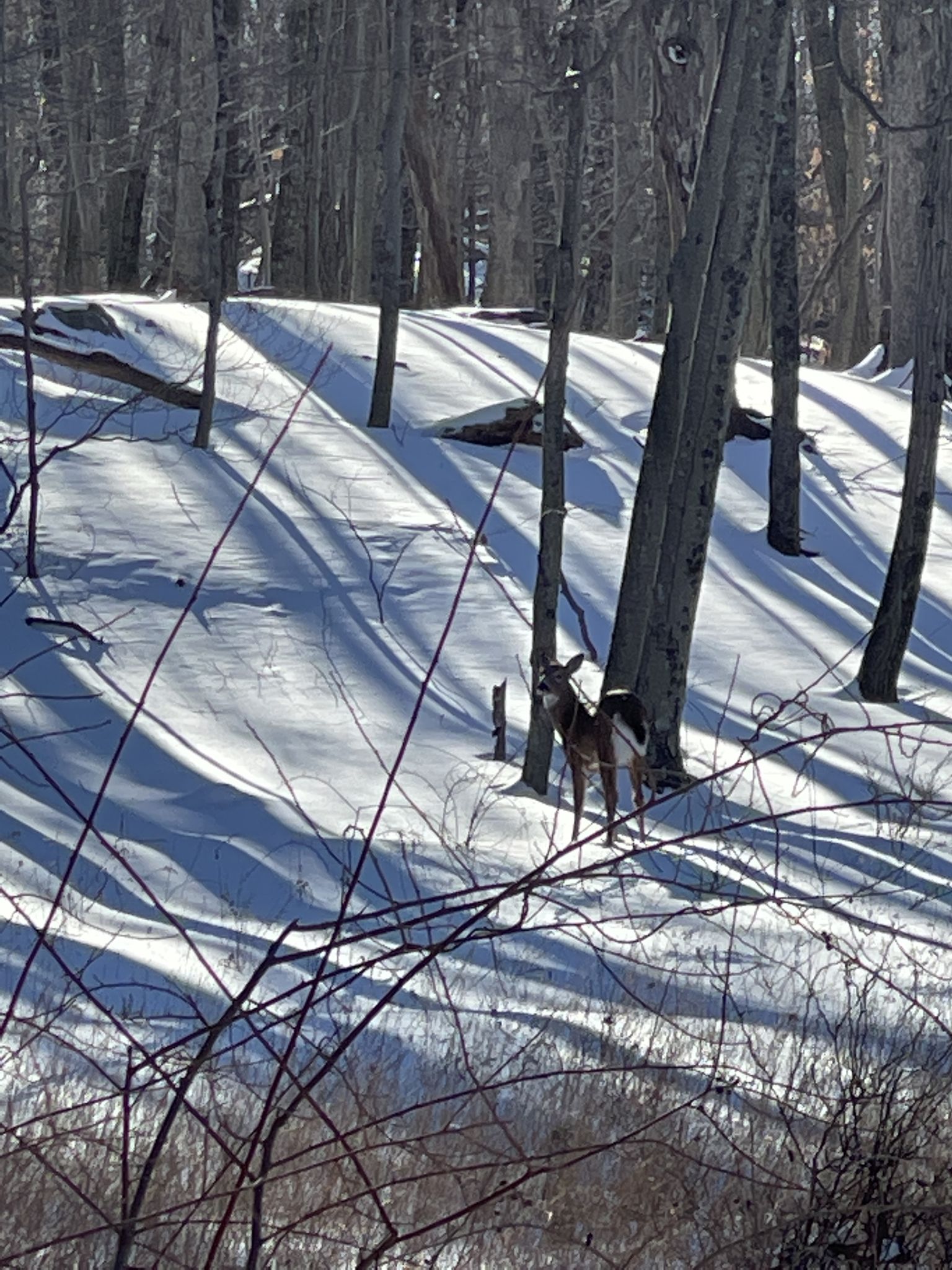 A deer stands in a sunny, snow-covered forest with long tree shadows. - Lost Pond and Sentry Ridge Loop