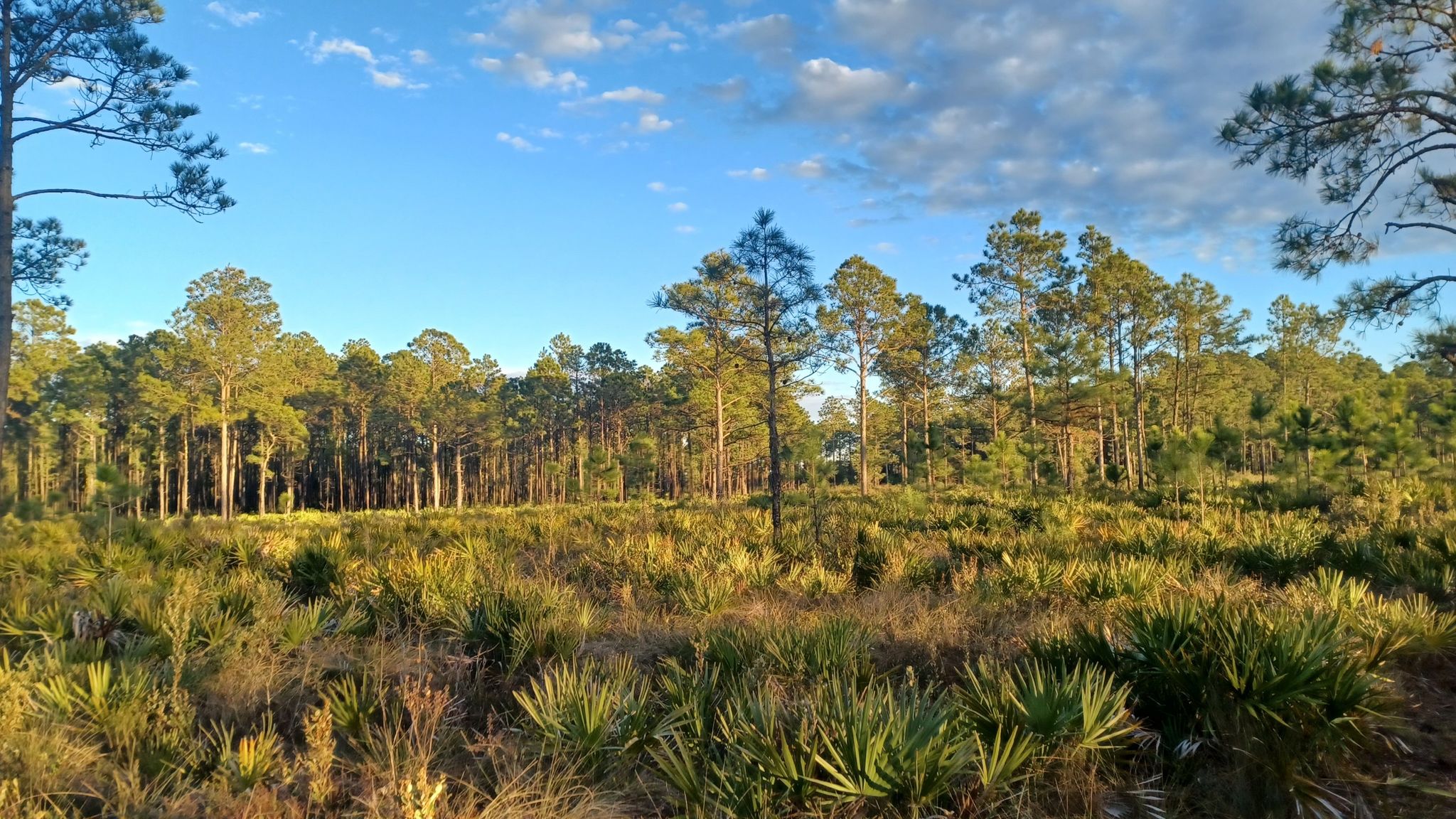 Sunny forest edge with tall pines and green scrub under a blue sky. - Pumpkin Hill and Betz-Tiger Point Loop