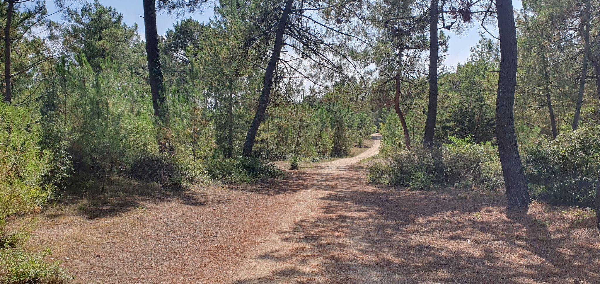 beautiful forest path