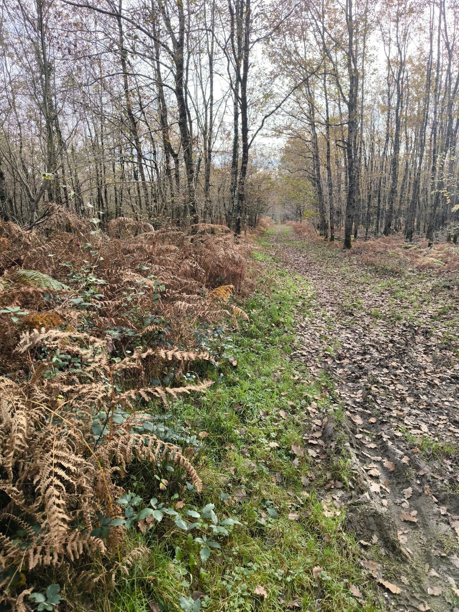 sortie single forêt