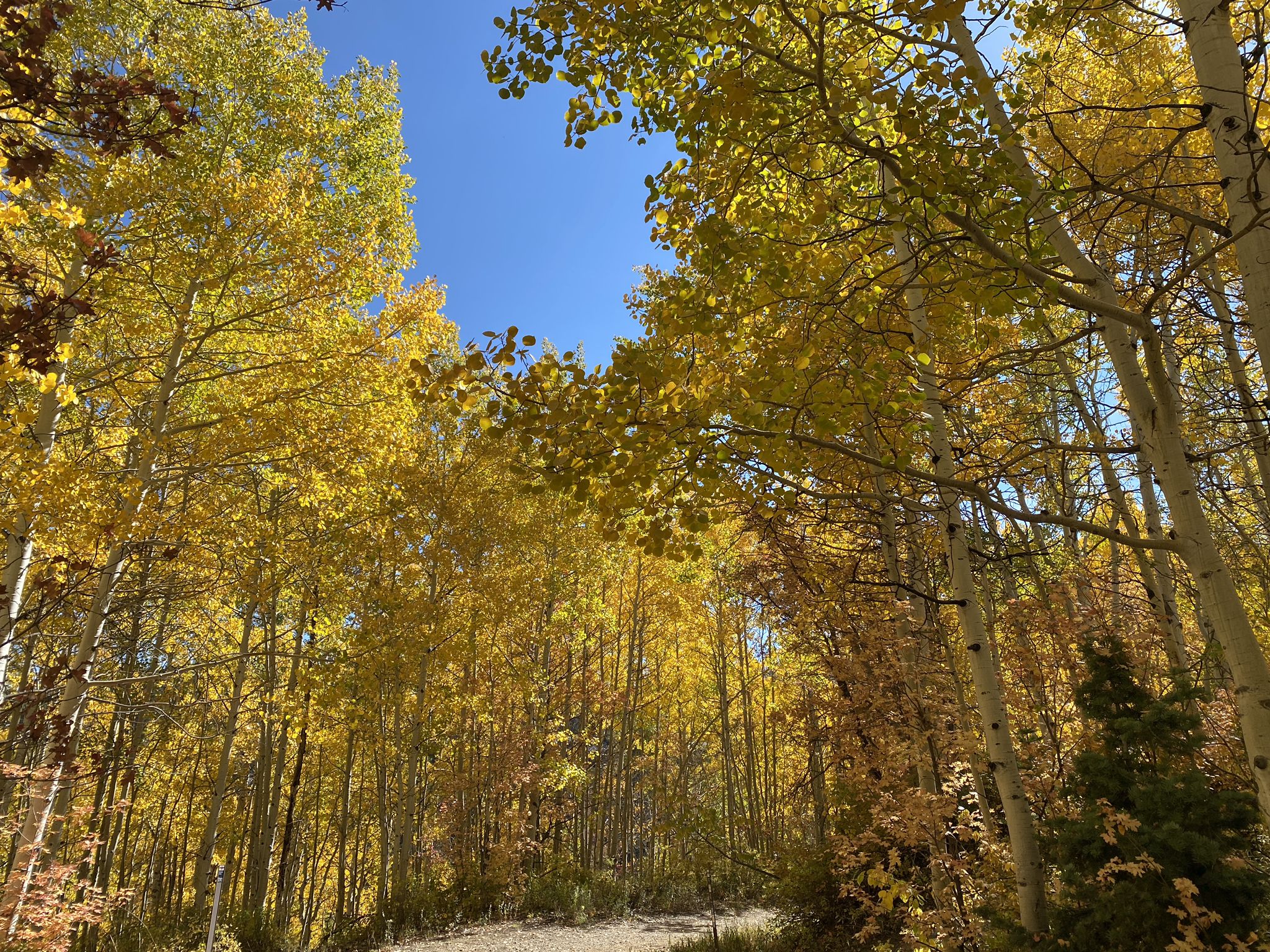 Looking up through a dense forest of golden autumn trees on a sunny day. - Ontario Ridge Trail