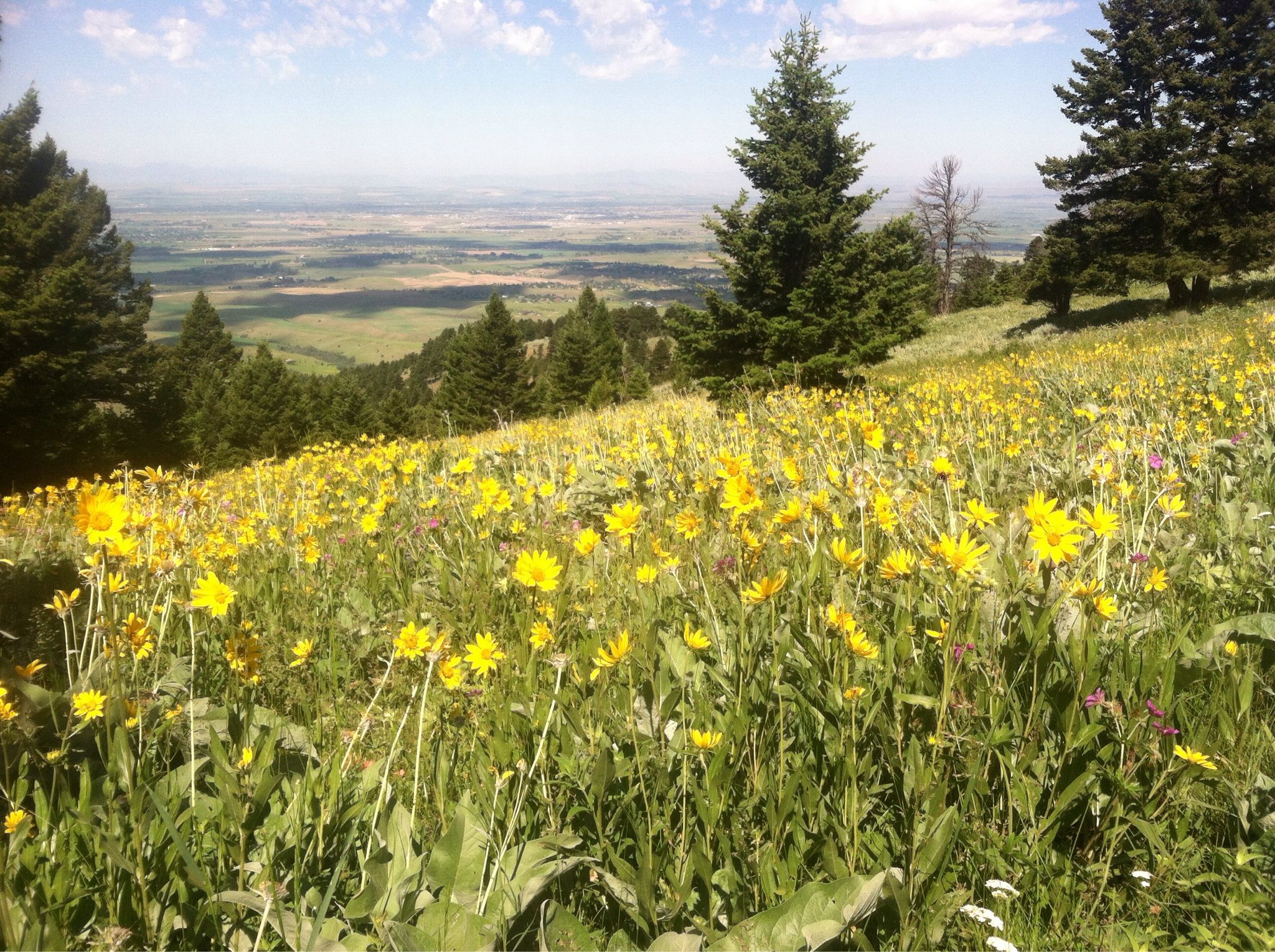 Sunny field of bright yellow wildflowers on a hillside overlooking a distant valley. - Mount Baldy via Sypes Canyon Trail