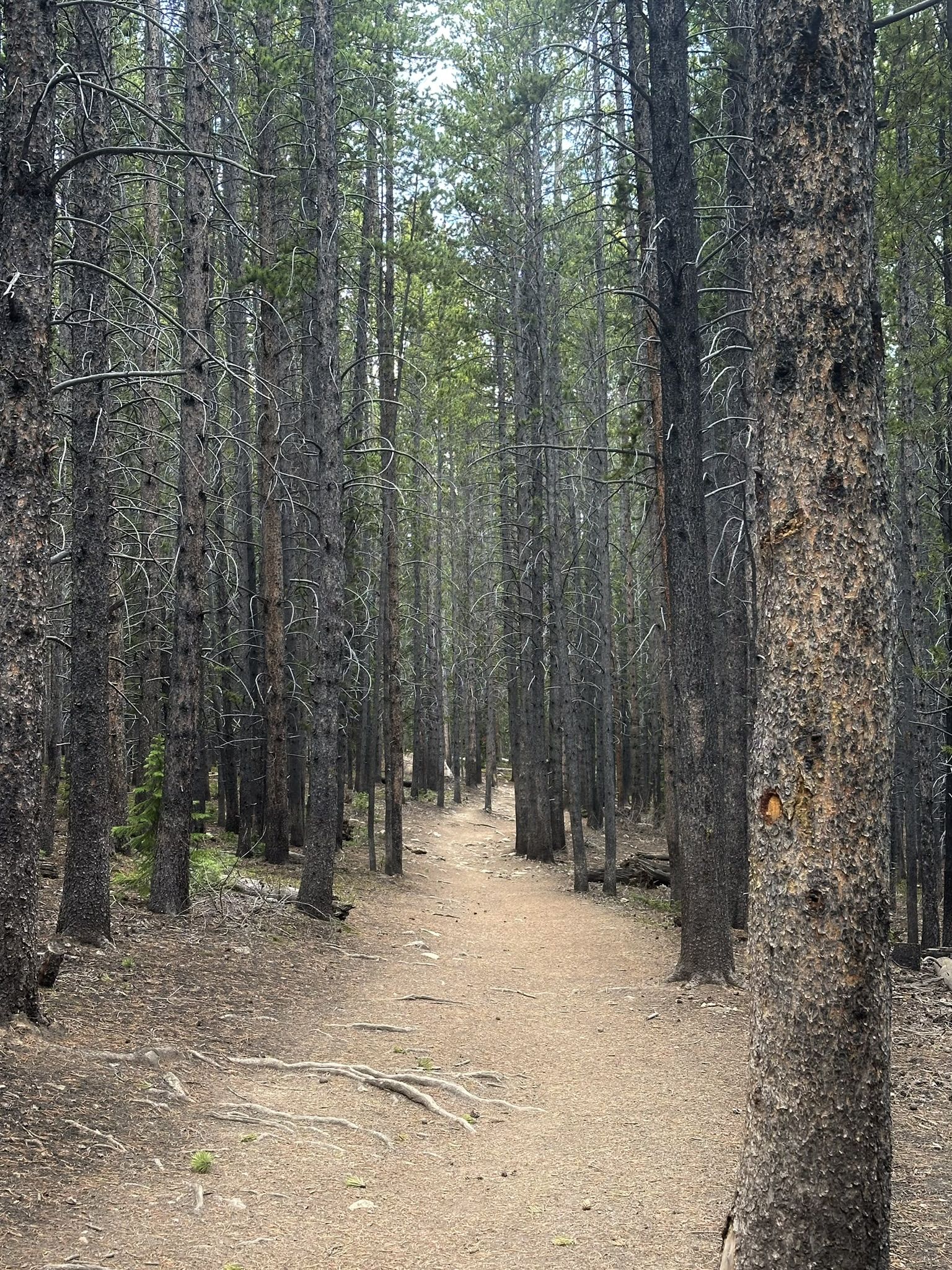 Narrow dirt path winding through a dense, tall pine forest. - Baker's Tank Loop Trail