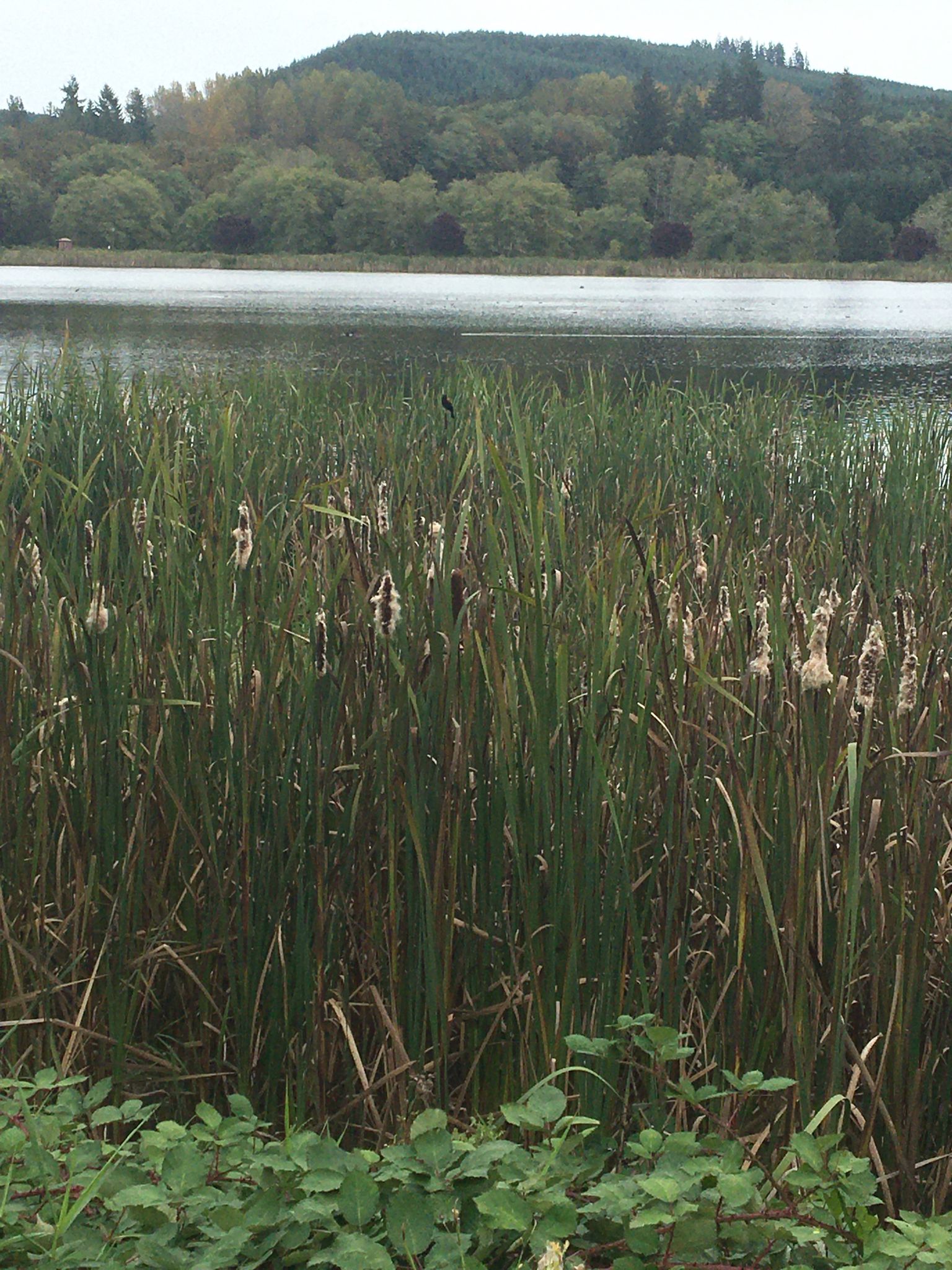 Close-up of cattails and reeds by a lake with a forested hill. - Vernonia Lake – Old Mill Fuel Building loop from Rogers Park
