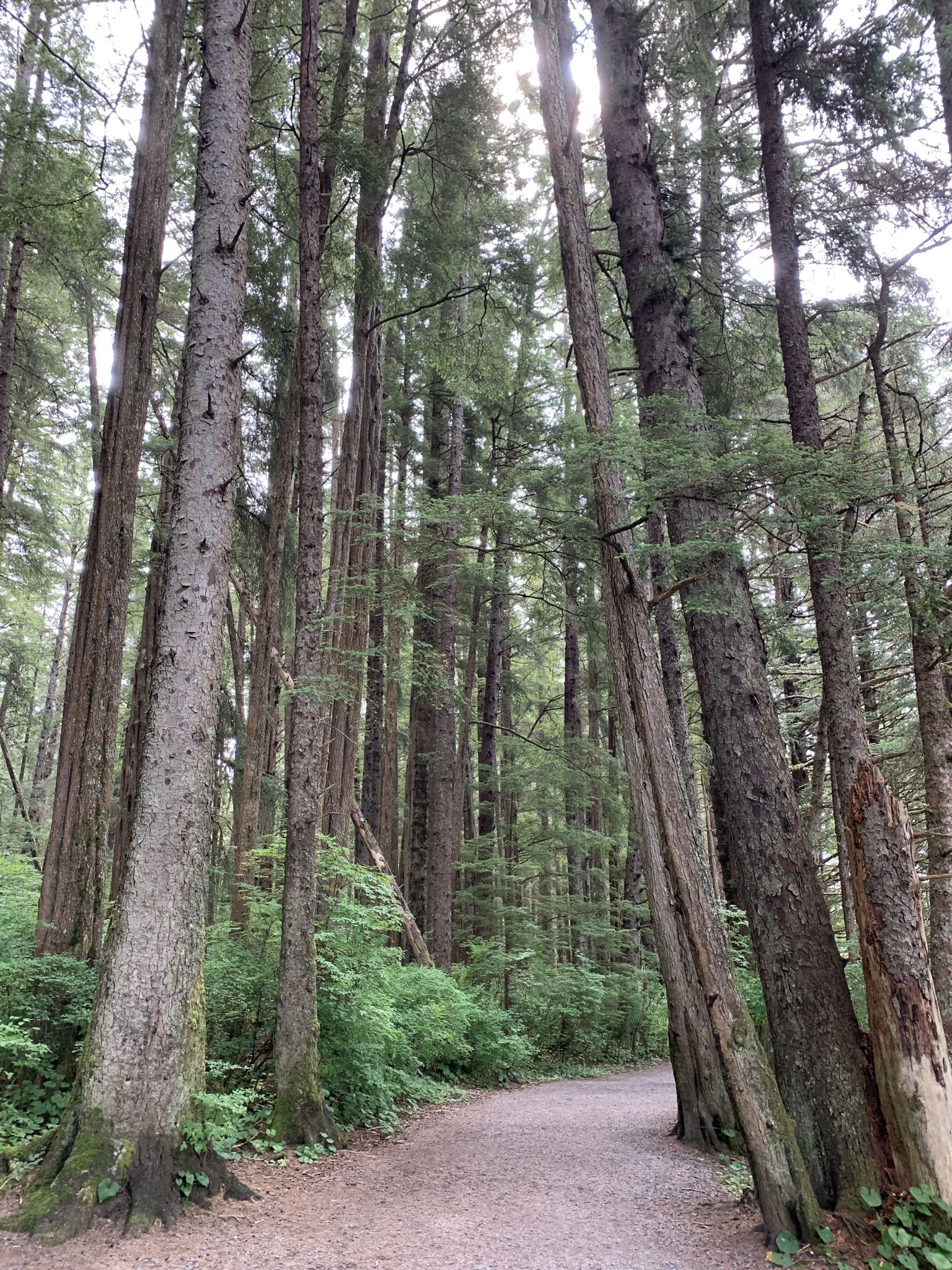 Tall evergreen trees line a winding dirt path in a dense, softly lit forest. - Totem Trail