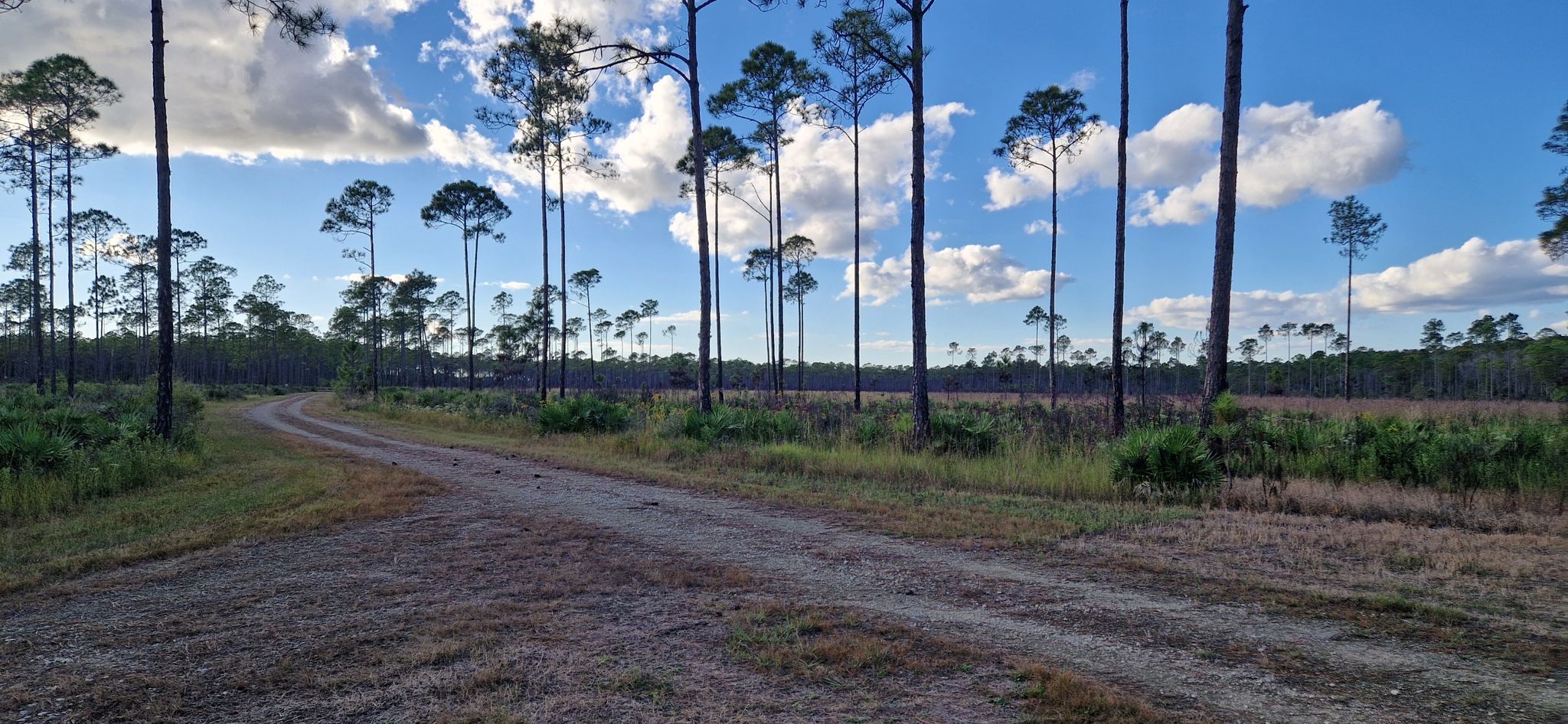 A wide dirt road curves through a sparse pine forest at sunset. - Longleaf Trail loop from Panama City Beach Conservation Park