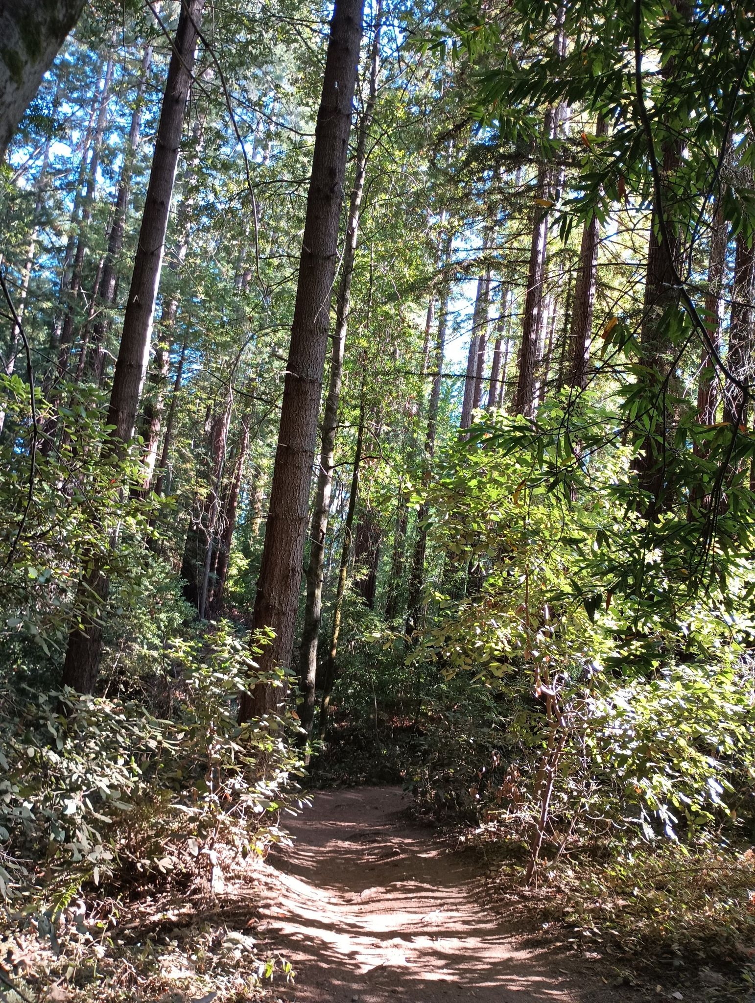 A sun-dappled dirt path winds through a dense, green forest. - Redwood Forest Trail loop from University of California, Santa Cruz