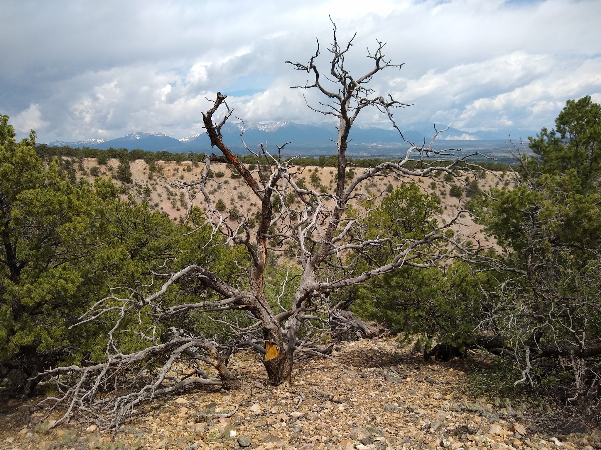 A gnarled dead tree stands in an arid landscape with distant mountains. - Lost, Little Rainbow, and Racetrack Trails loop