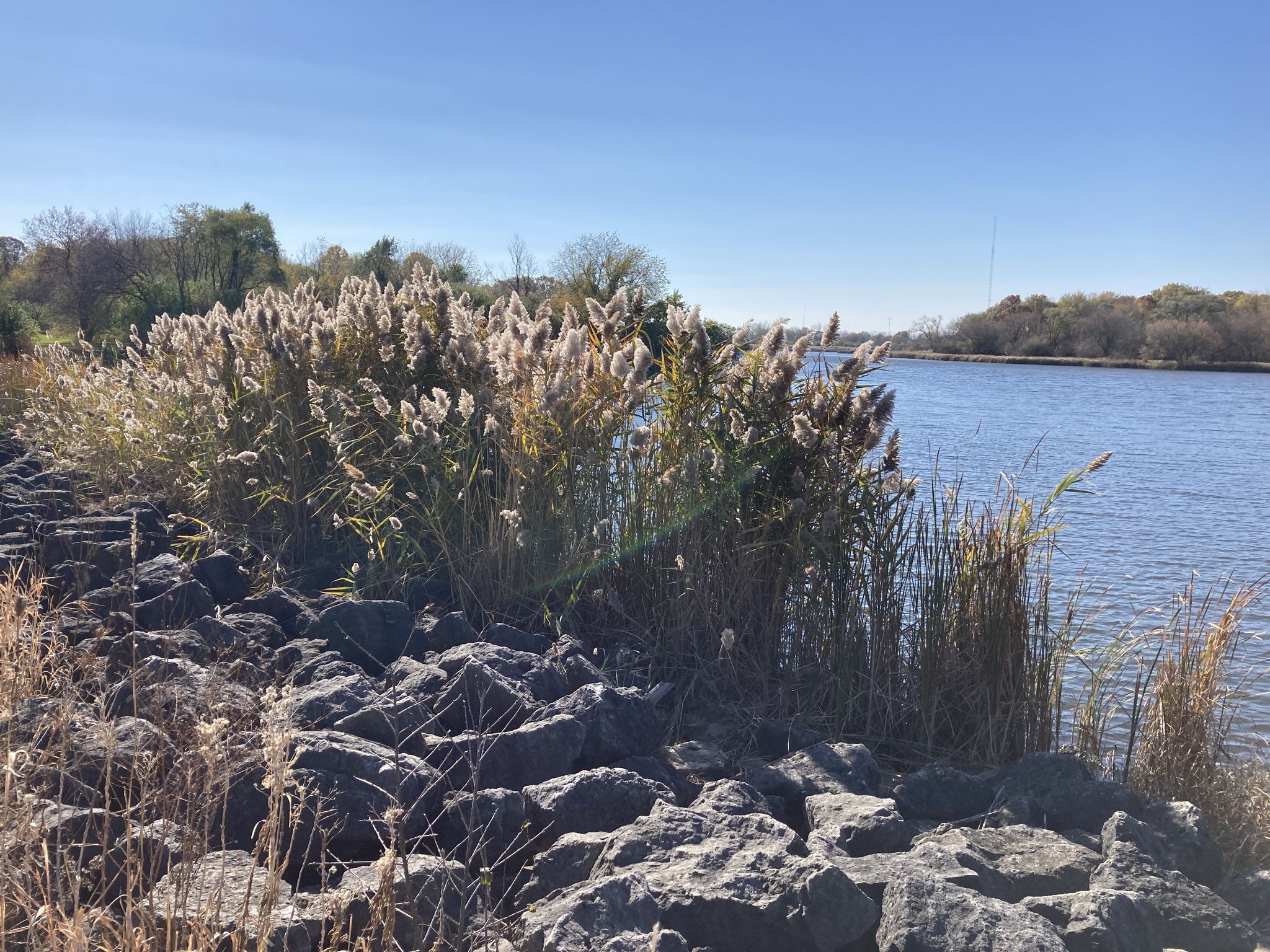 Tall feathery reeds along a rocky riverbank on a clear, sunny day. - Fox River Trail – Great Western Trail loop from Glen Ellyn