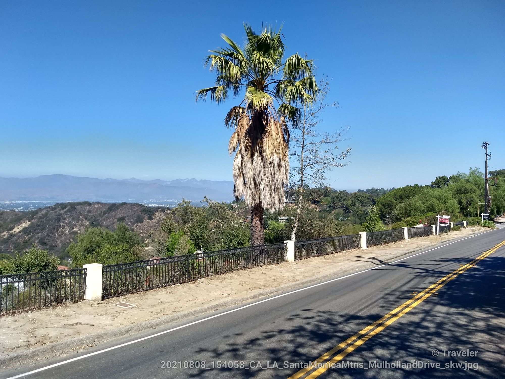 A tall palm tree stands beside a paved road overlooking distant hills. - Will Rogers Memorial Park – Beverly Hills Sign loop from Stephen S. Wise Temple