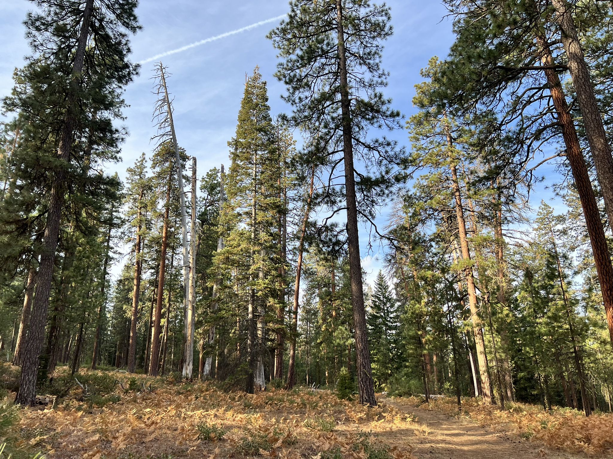 Tall pine trees stand in a sunlit forest with a dirt path and dry undergrowth. - Suttle Lake – Sisters Coffee Company loop from Sisters