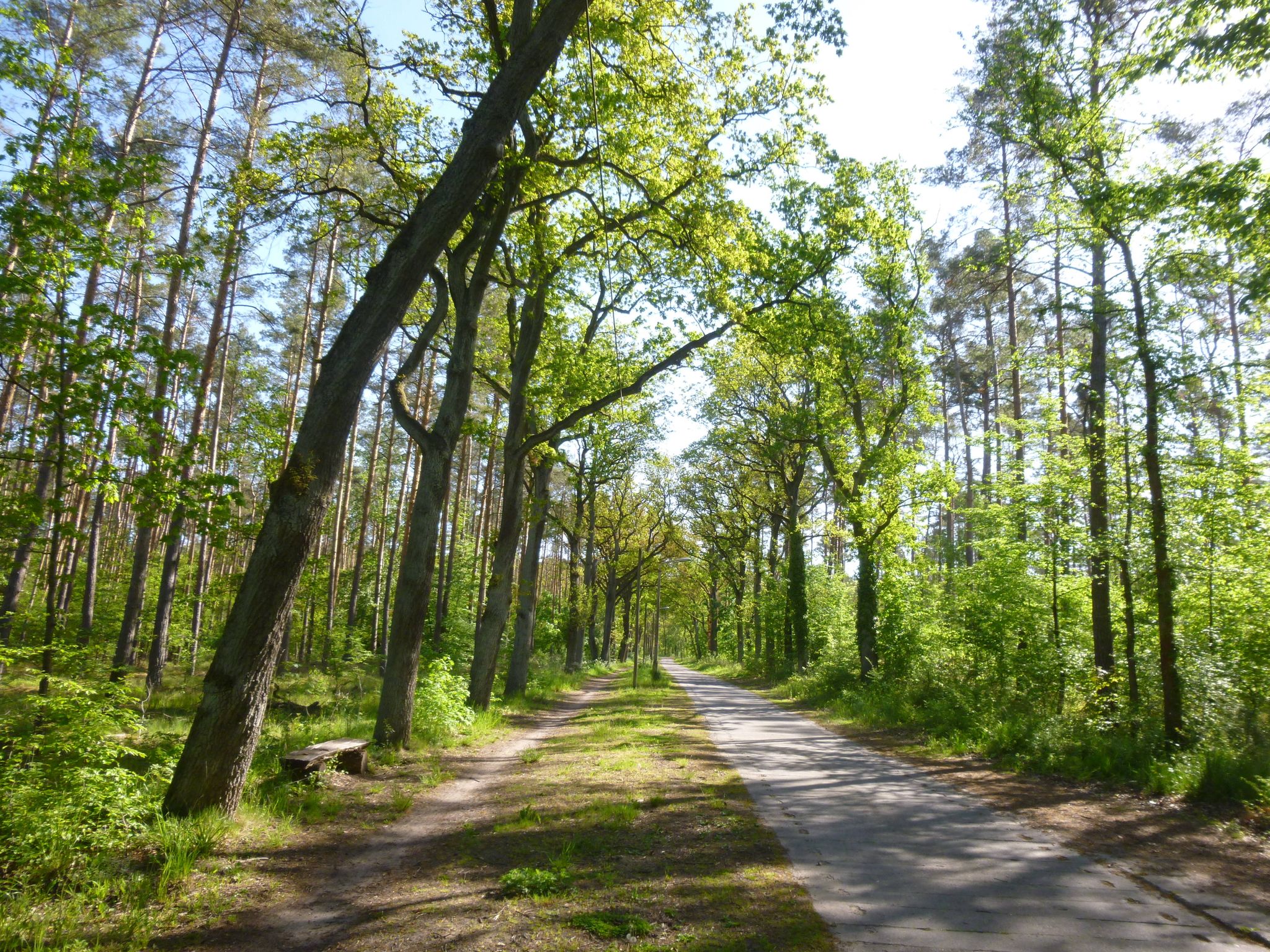 Lichtdurchflutet: der Ferchesaer Weg