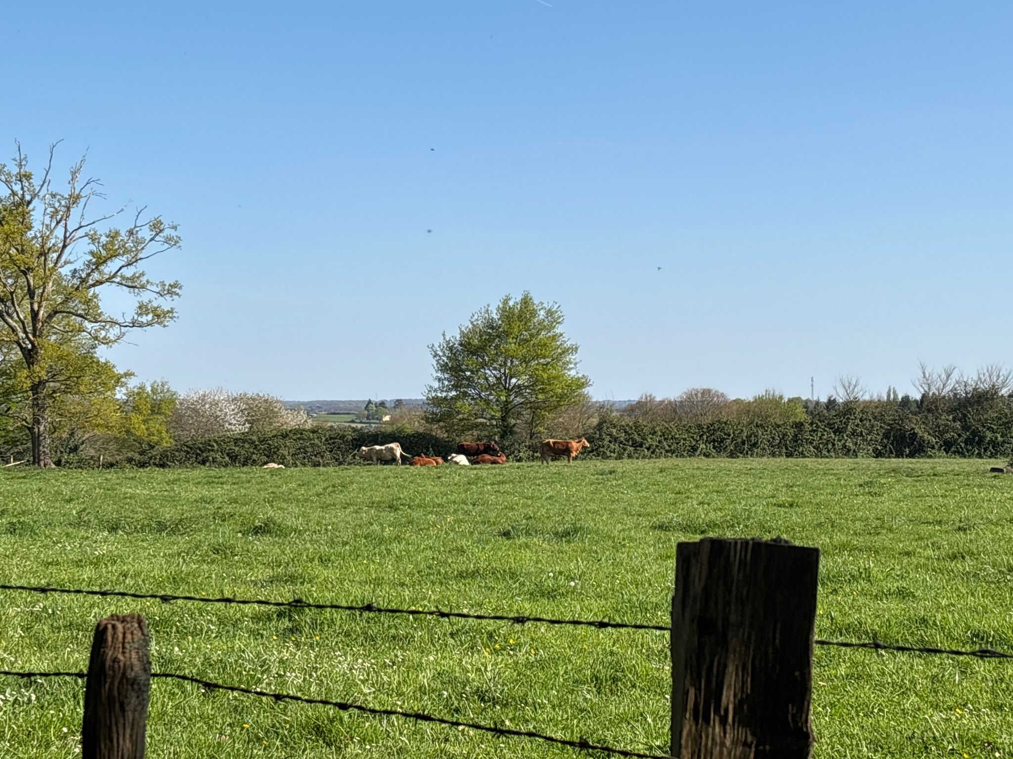 Pré au vaches
