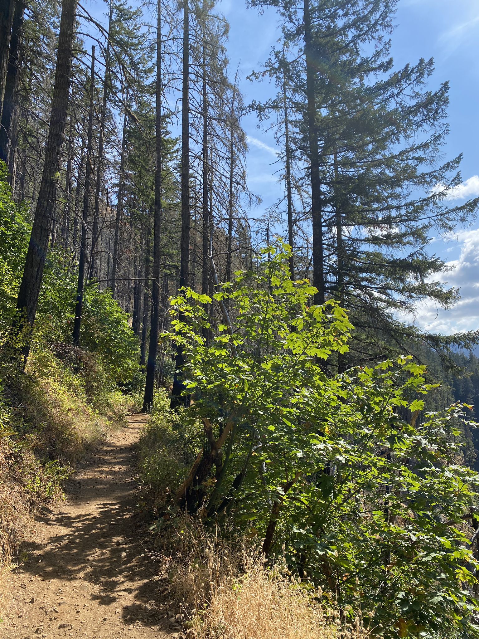 Dirt path winding through a forest with tall trees under a bright sky. - Metlako and Punch Bowl Falls – Columbia River Gorge