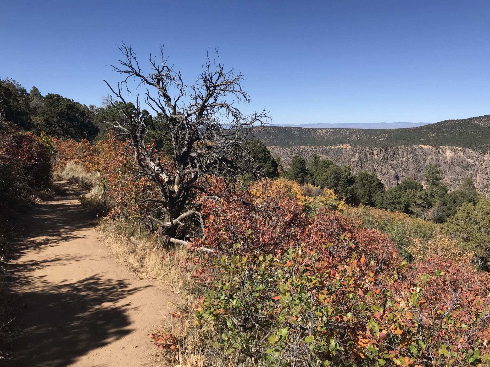 Dirt path through autumn bushes, dead tree, and distant canyon on a sunny day. - Warner Point Nature Trail