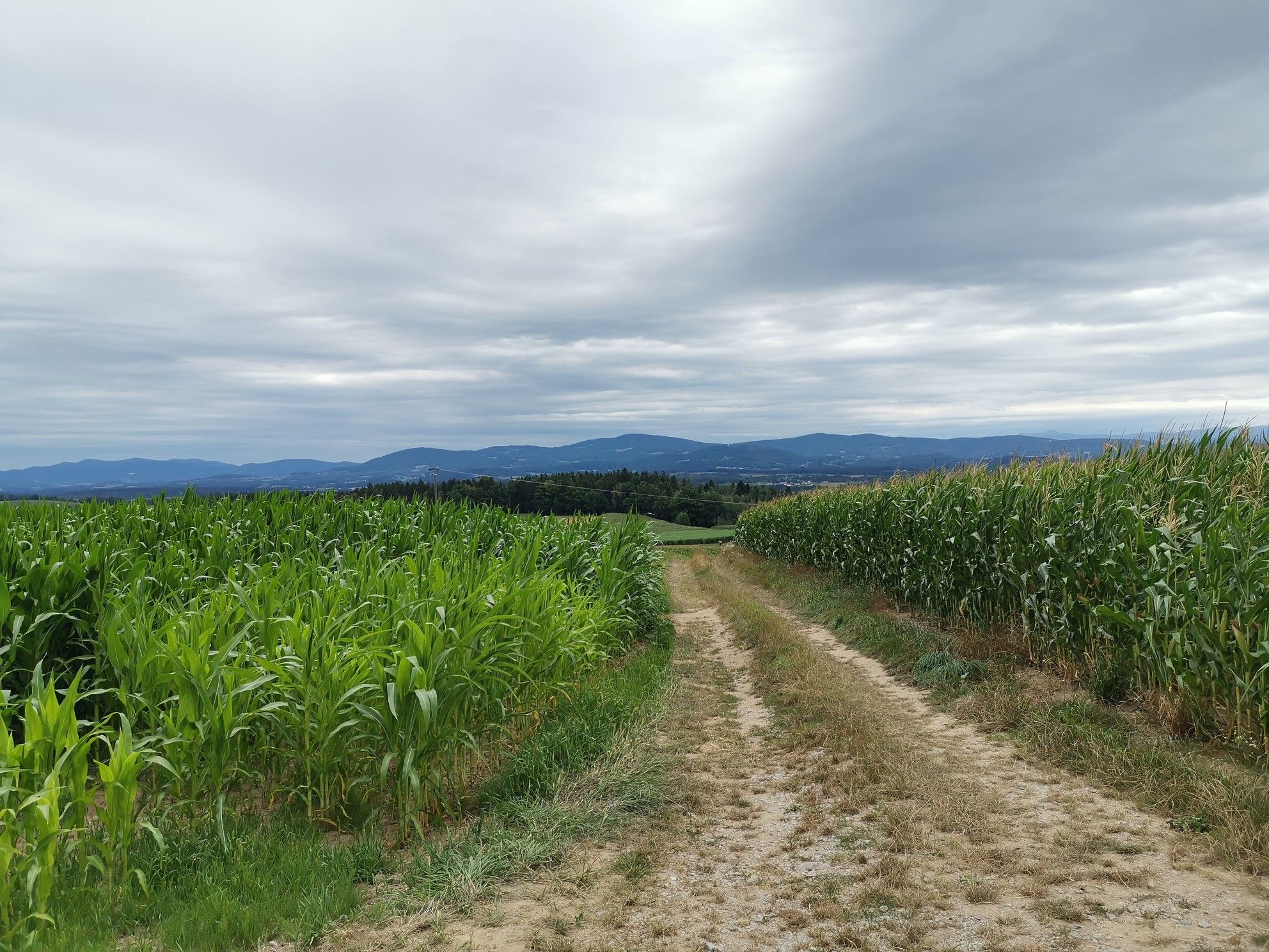 Blick in den Bayerischen Wald