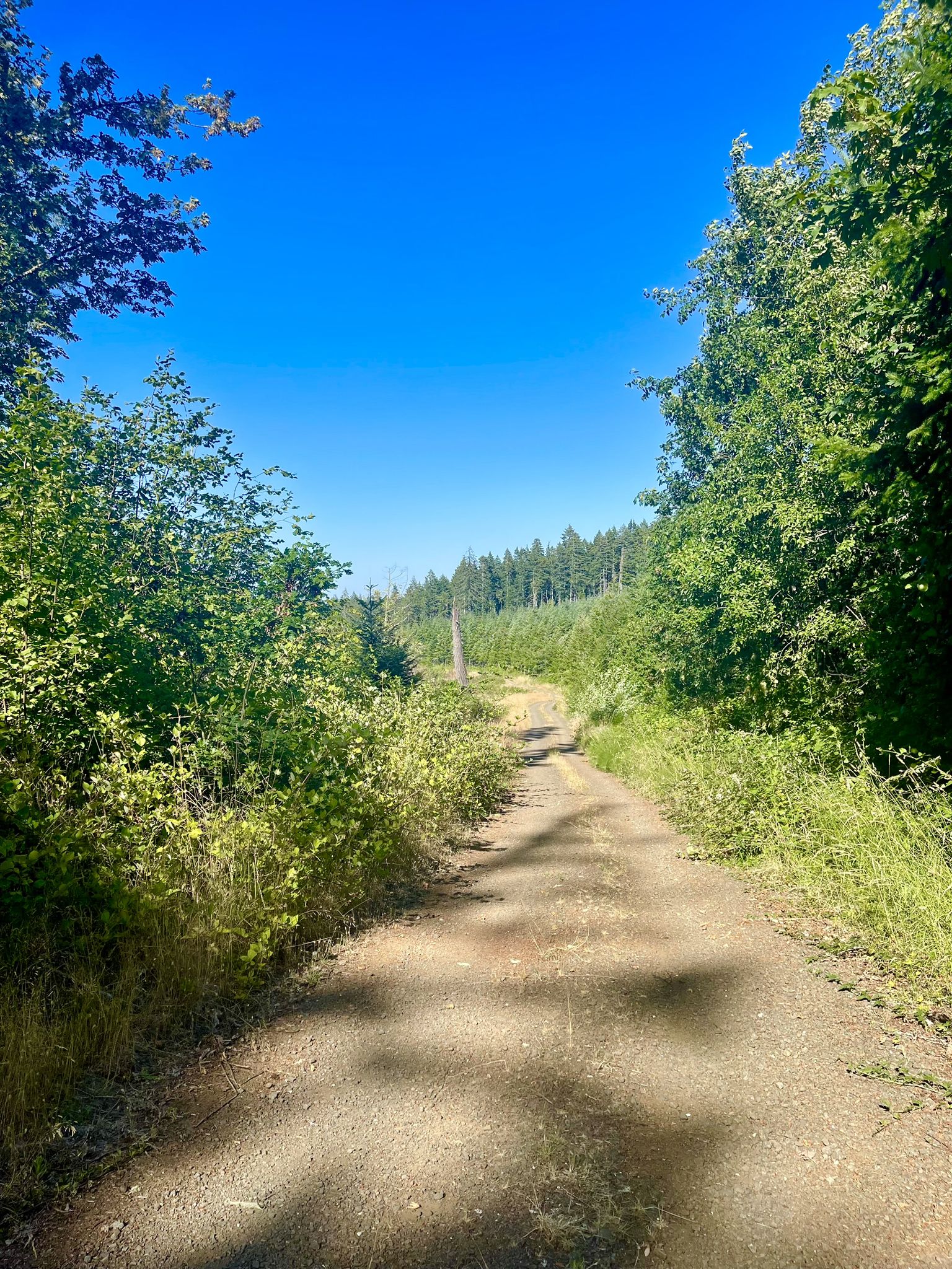 Sunny dirt road winding through a dense green forest. - Botanical Pond and Fountains – Harris Bridge loop from College Hill West Historic District