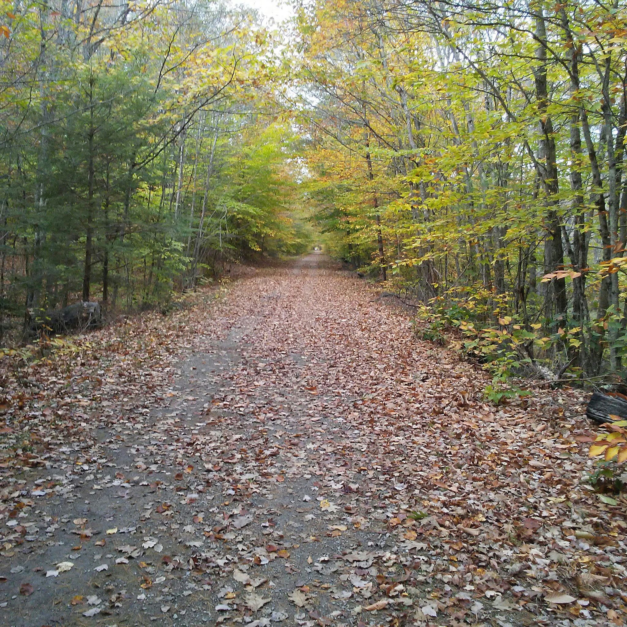 A leaf-covered dirt path winds through a colorful autumn forest under diffused light. - Blackwater Dam Flood Control Reservoir to Andover loop from Warner