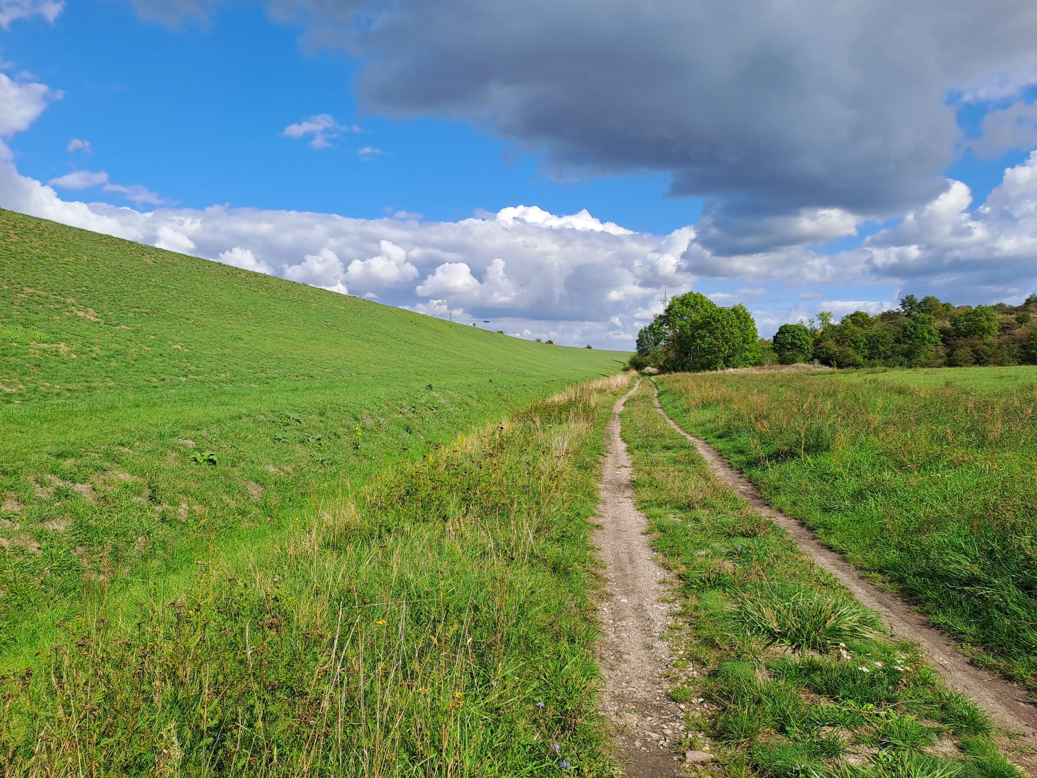 Nicht lange danach war der Weg zugewachsen...