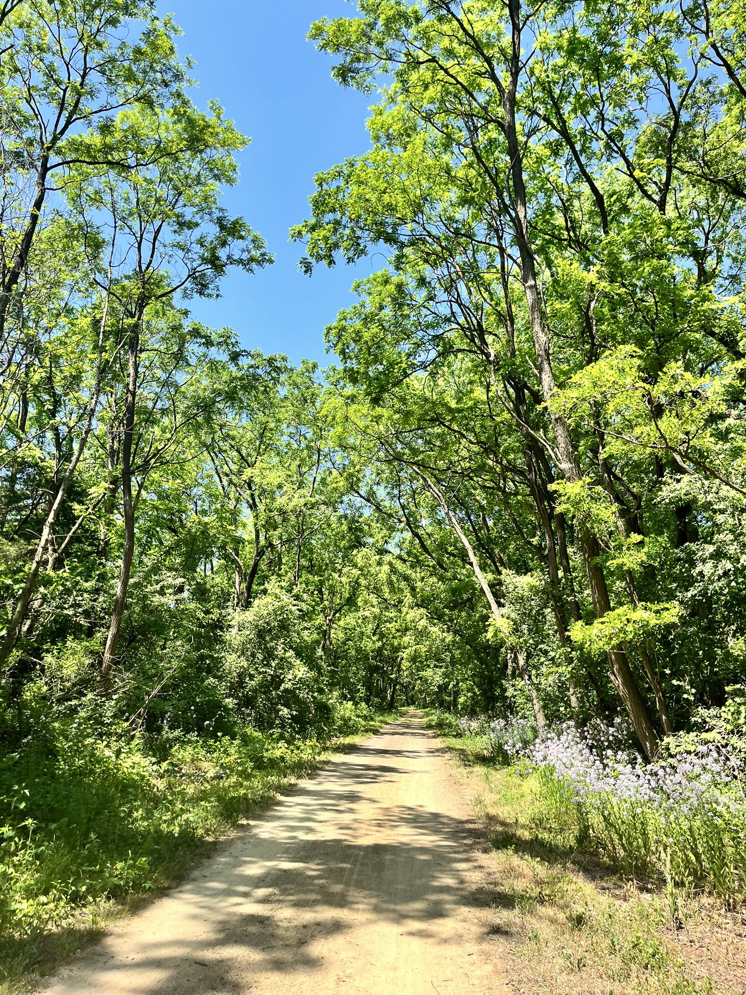 Sunny dirt path through tall green trees with a bright blue sky. - Brigham County Park loop from Riley