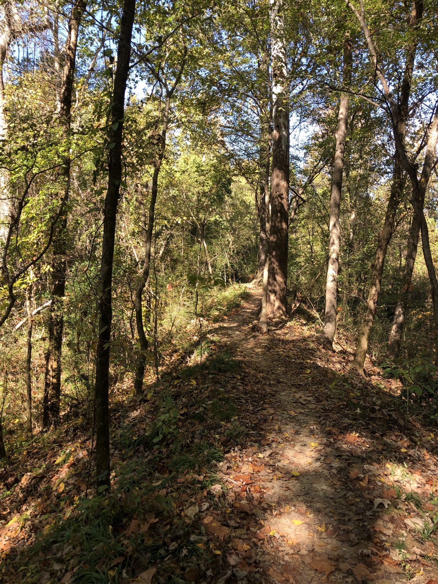 A sunlit dirt path winds through a dense, leafy forest. - Shelby Farms Greenline – Wolf River Trail System loop from Shelby Farms Park