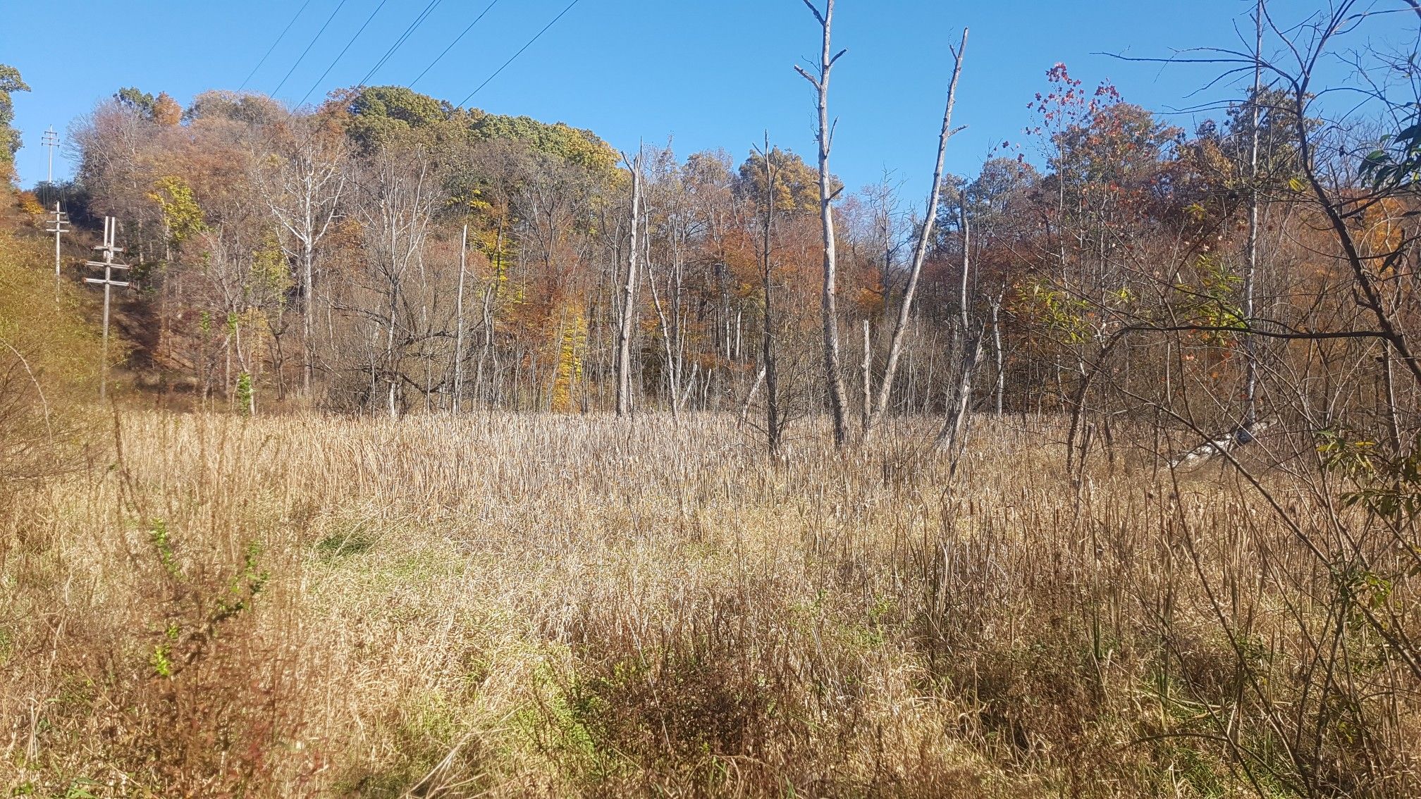 Expansive field of dry golden grass with bare and autumn trees in the background. - Boston Mills Visitor Center – Boston Trailhead loop from Jaite