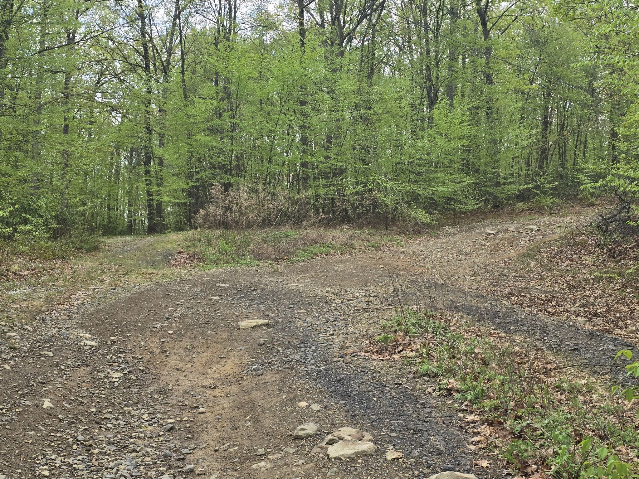 A dirt path forks in a bright, green forest under diffused light. - Campbell's Ledge – Campbell's Ledge loop from Campbell's Ledge