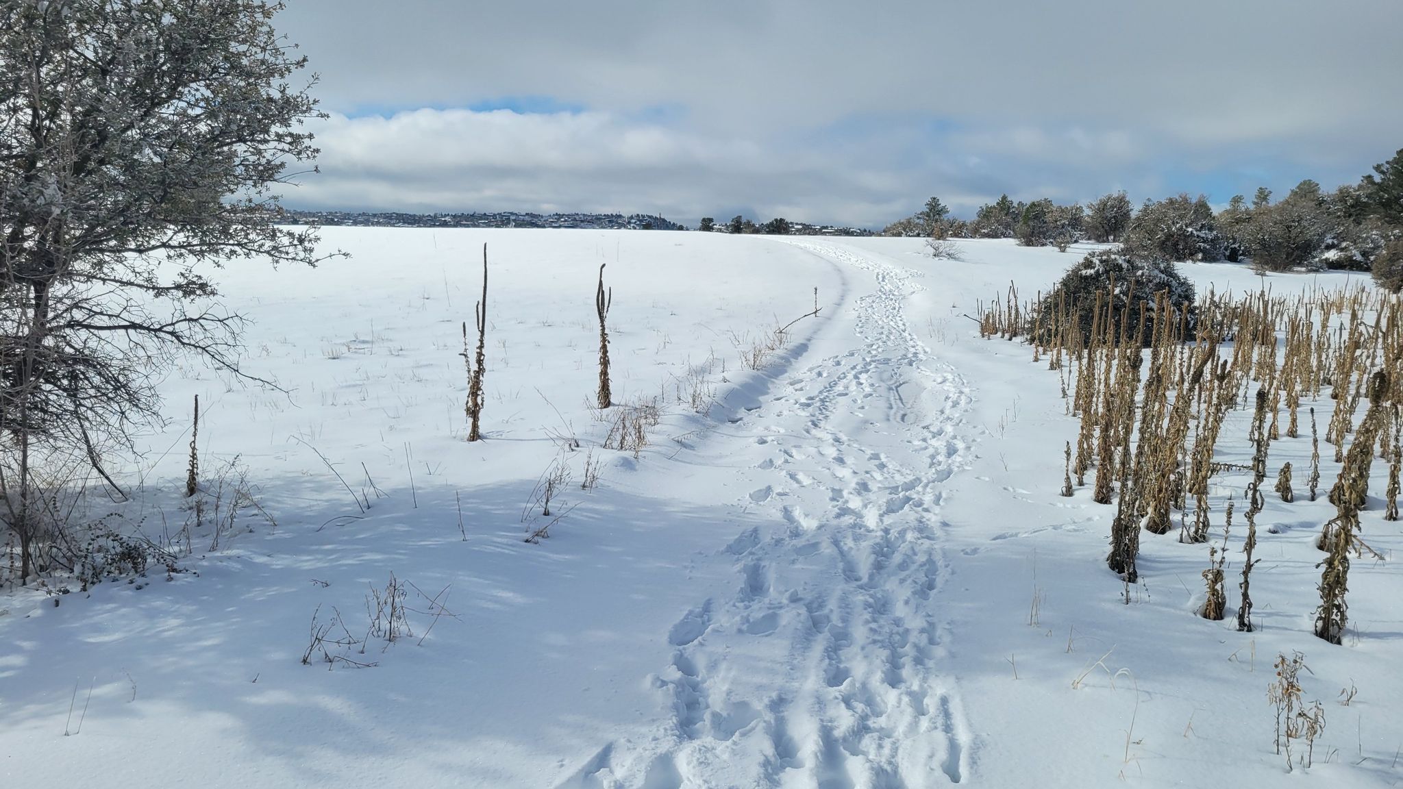 Snow-covered field with footprints leading into the distance under a cloudy sky. - Pioneer Park Trails Loop