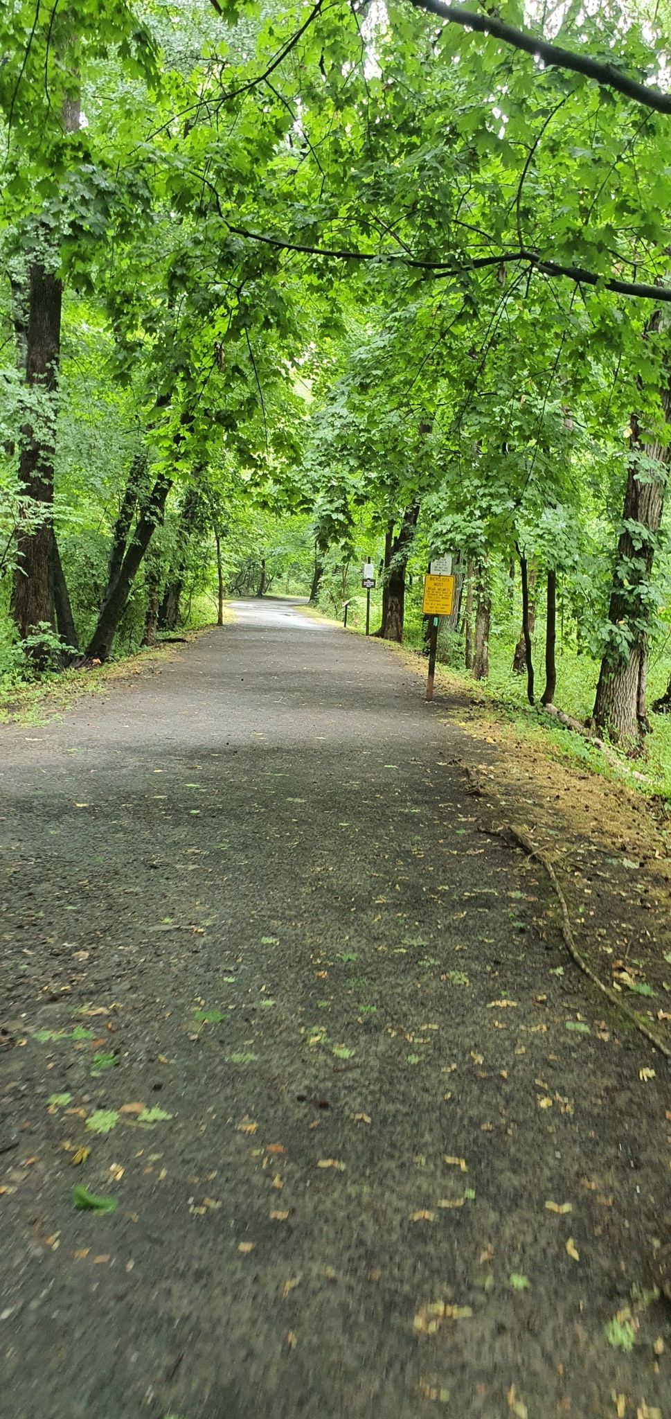 Shaded paved path winding through a dense green forest. - 9W Market – Hudson River Overlook loop from Alpine