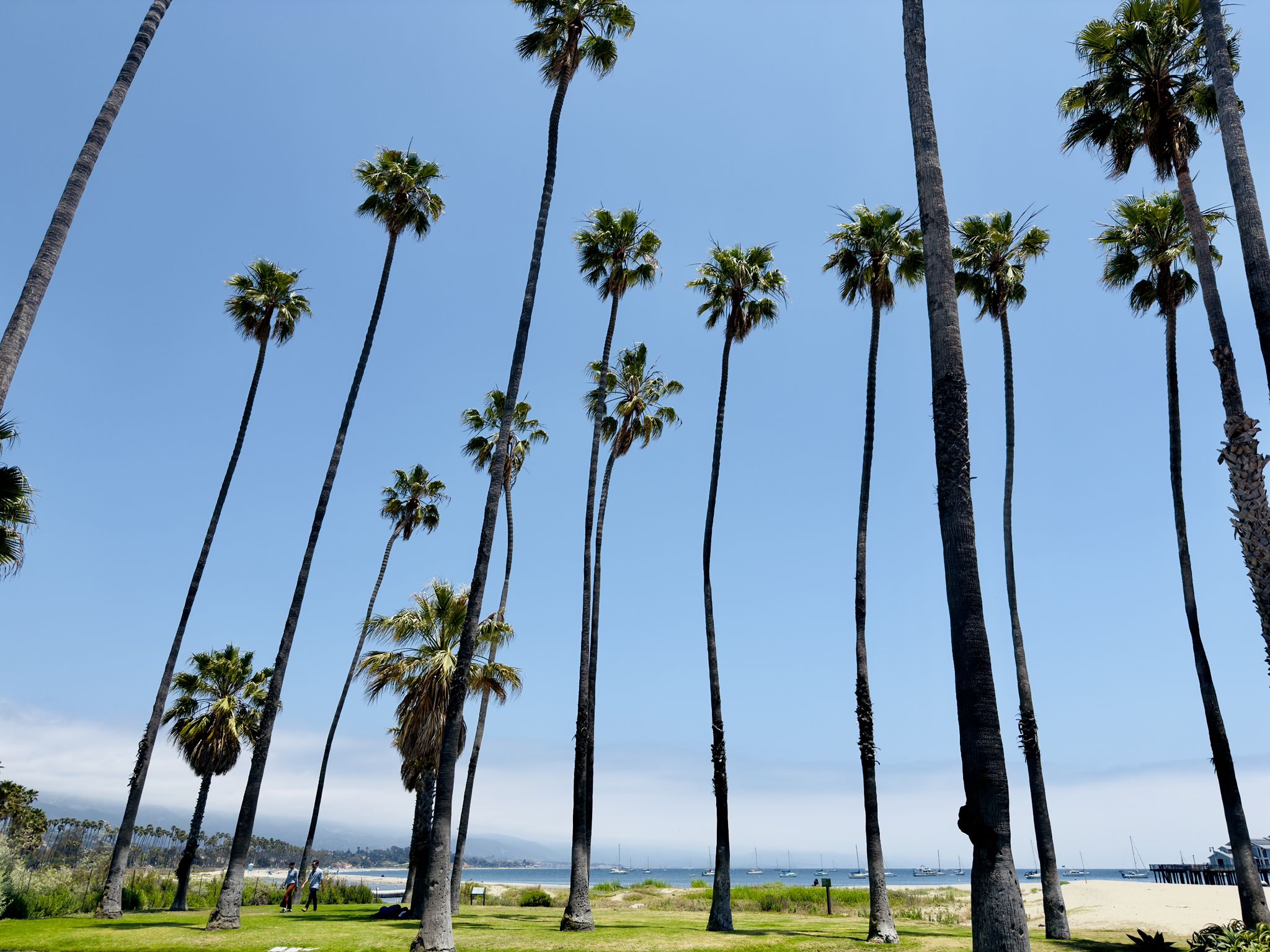 Tall palm trees reaching towards a clear blue sky on a sunny day. - California Mission Trail