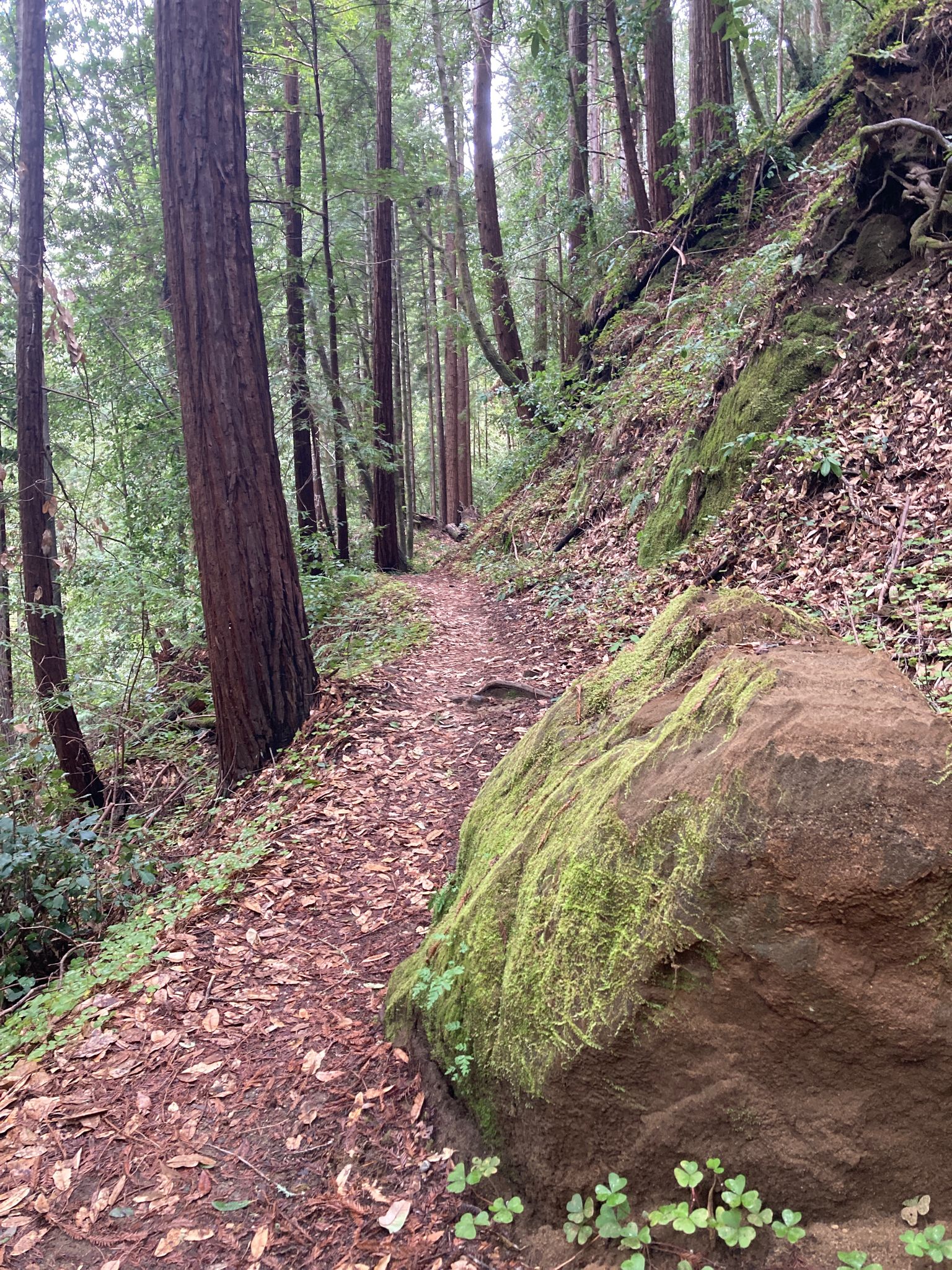 Moss-covered rock beside a dirt path in a tall, green forest. - Wooden Bridge Over Aptos Creek – Tillman Grove loop from New Brighton State Beach