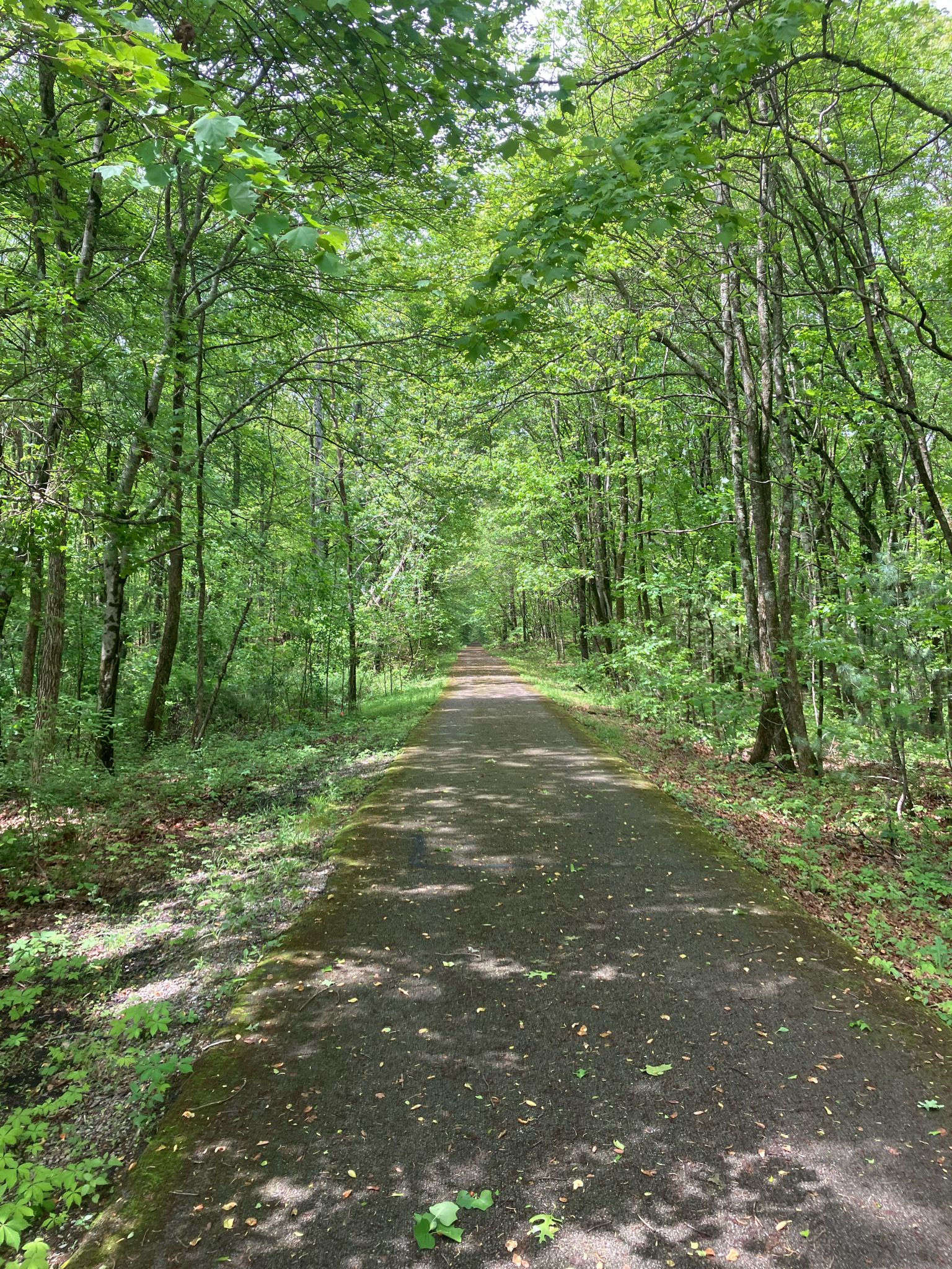 A long paved path through a bright, sun-dappled green forest. - Lake Trezevant loop from Sewanee