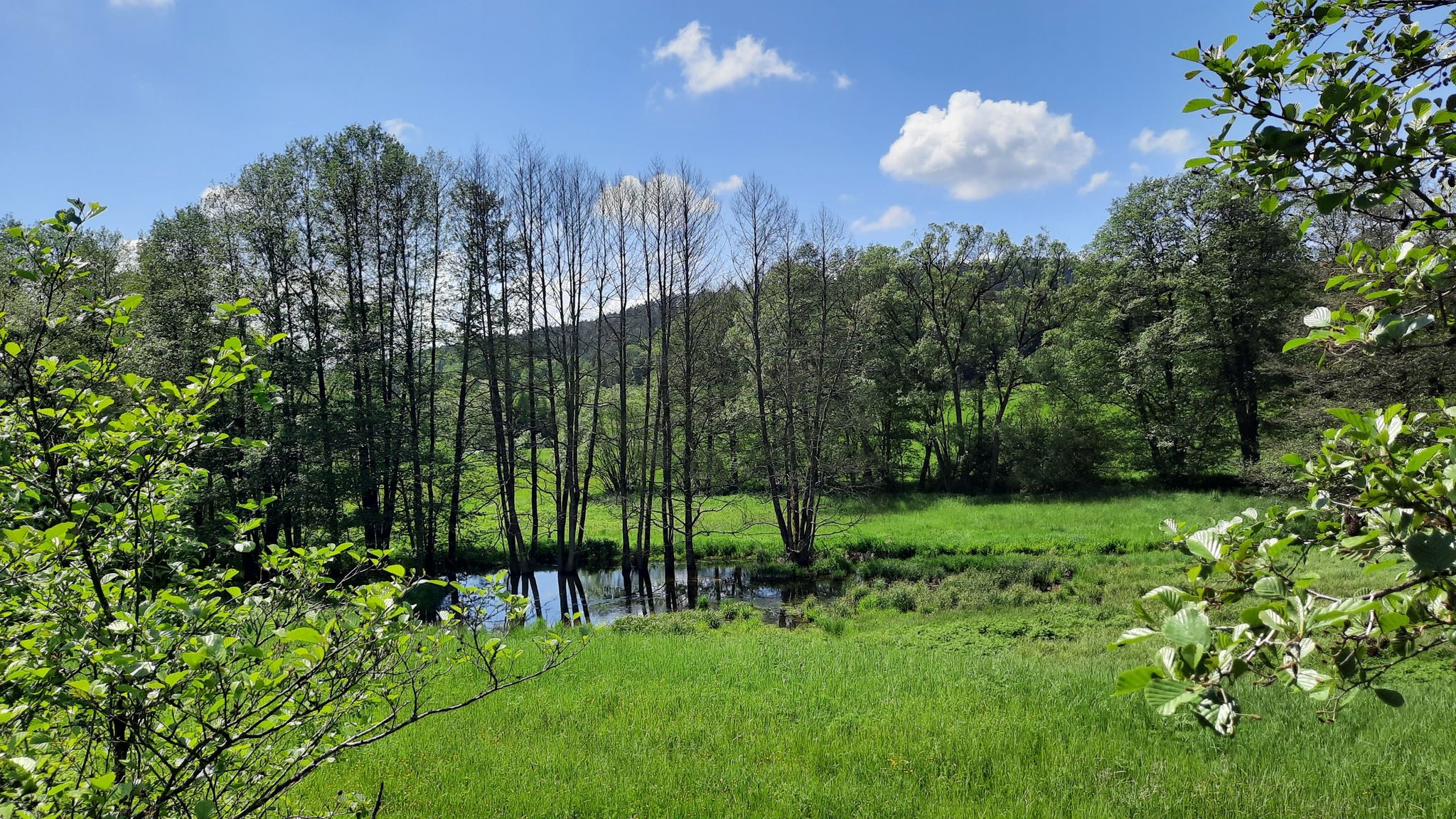 Görsdorfer Weiher